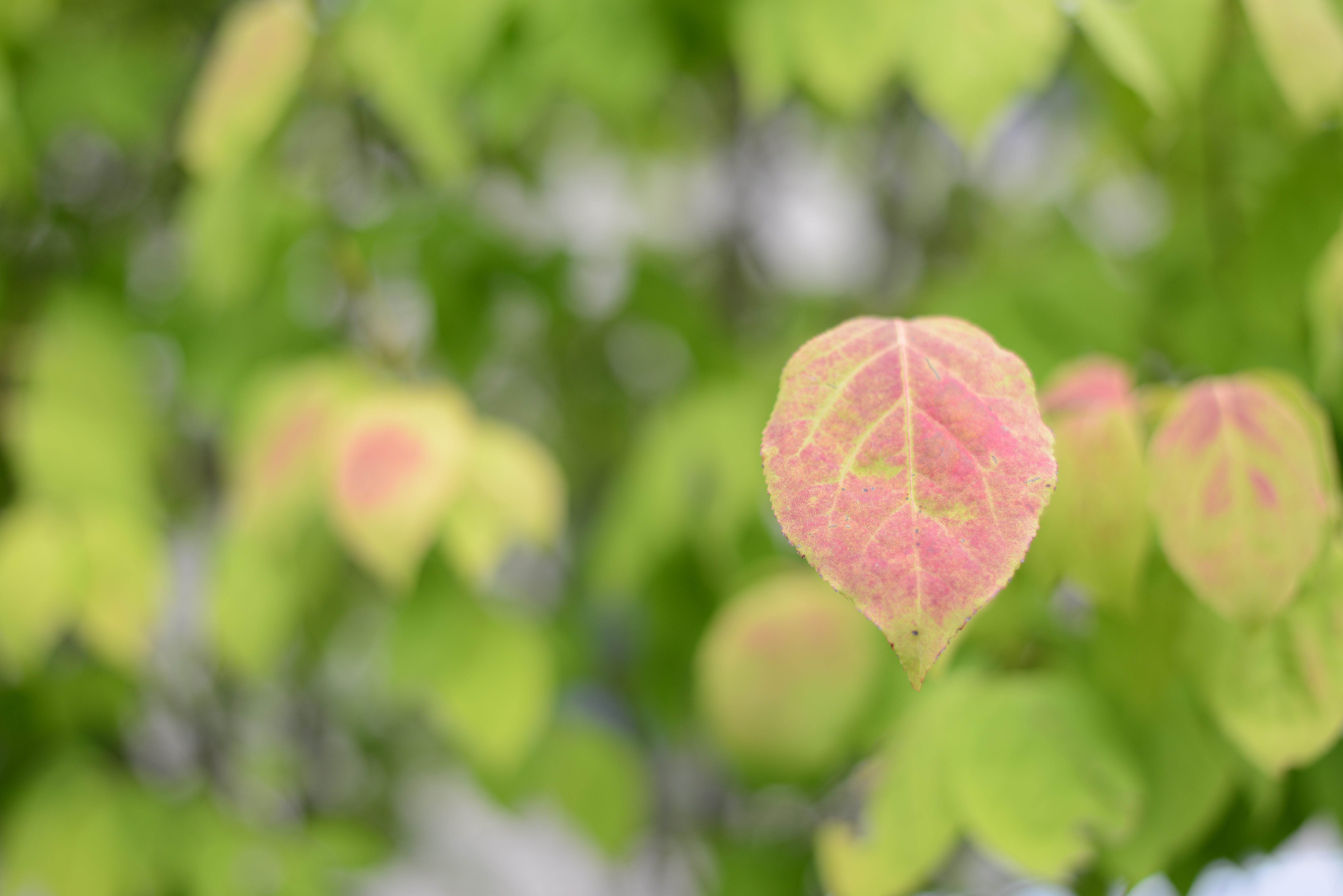 <b>開放から2/3段絞っただけだが、まずまずのシャープさ。背景のボケは少し固い気もするが、悪い印象ではない。D600 / AF-S 50mm F1.8 G / 6,016×4,016 / 1/250秒 / F2.2 / 1.0EV / ISO100 / WB:AUTO1</b>