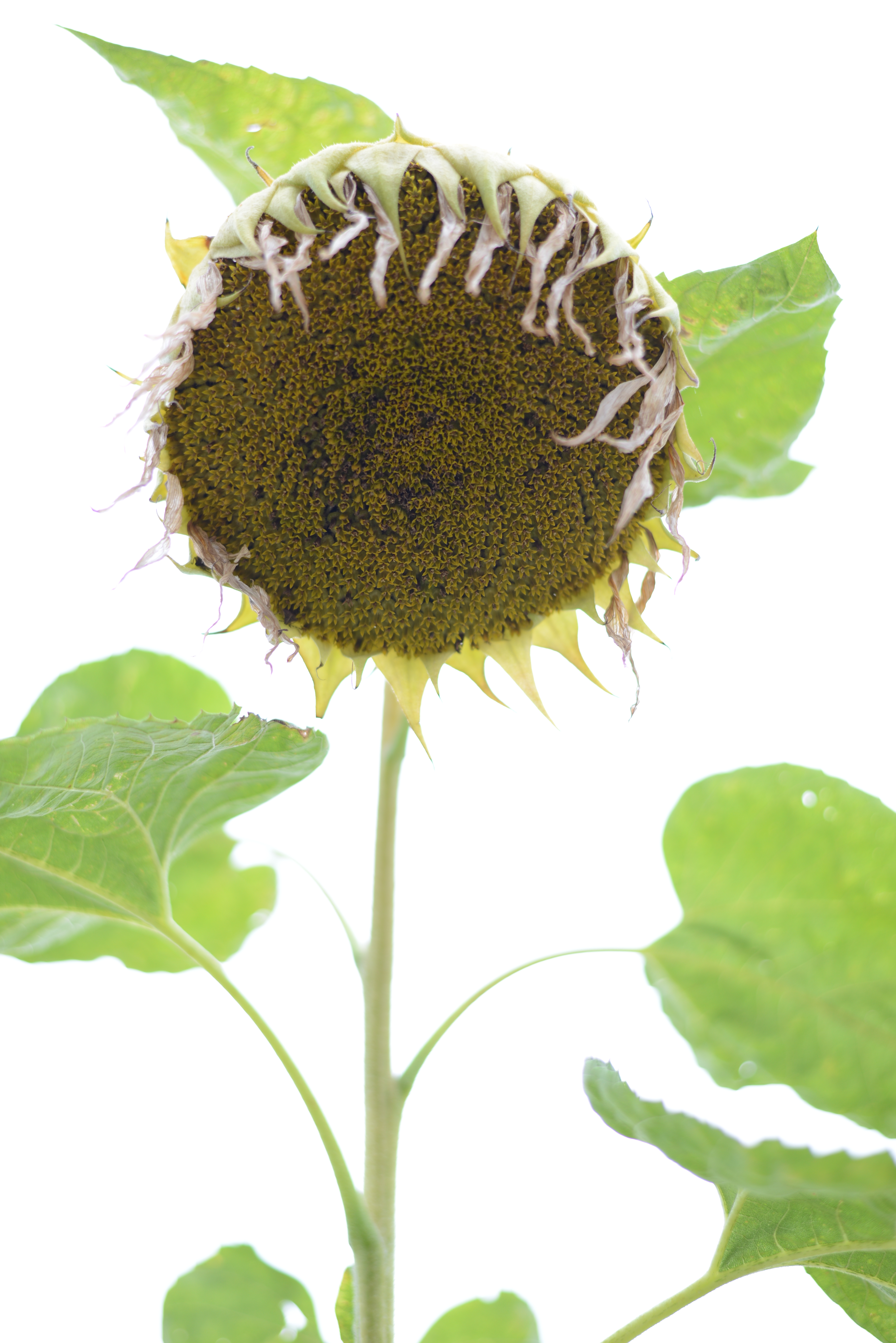 <b>まだ残っていたヒマワリ。花は終わっているけれど、茎にはまだ力がある。D600 / AF-S 50mm F1.8 G / 6,016×4,016 / 1/250秒 / F2.2 / 1.3EV / ISO100 / WB:AUTO1</b>