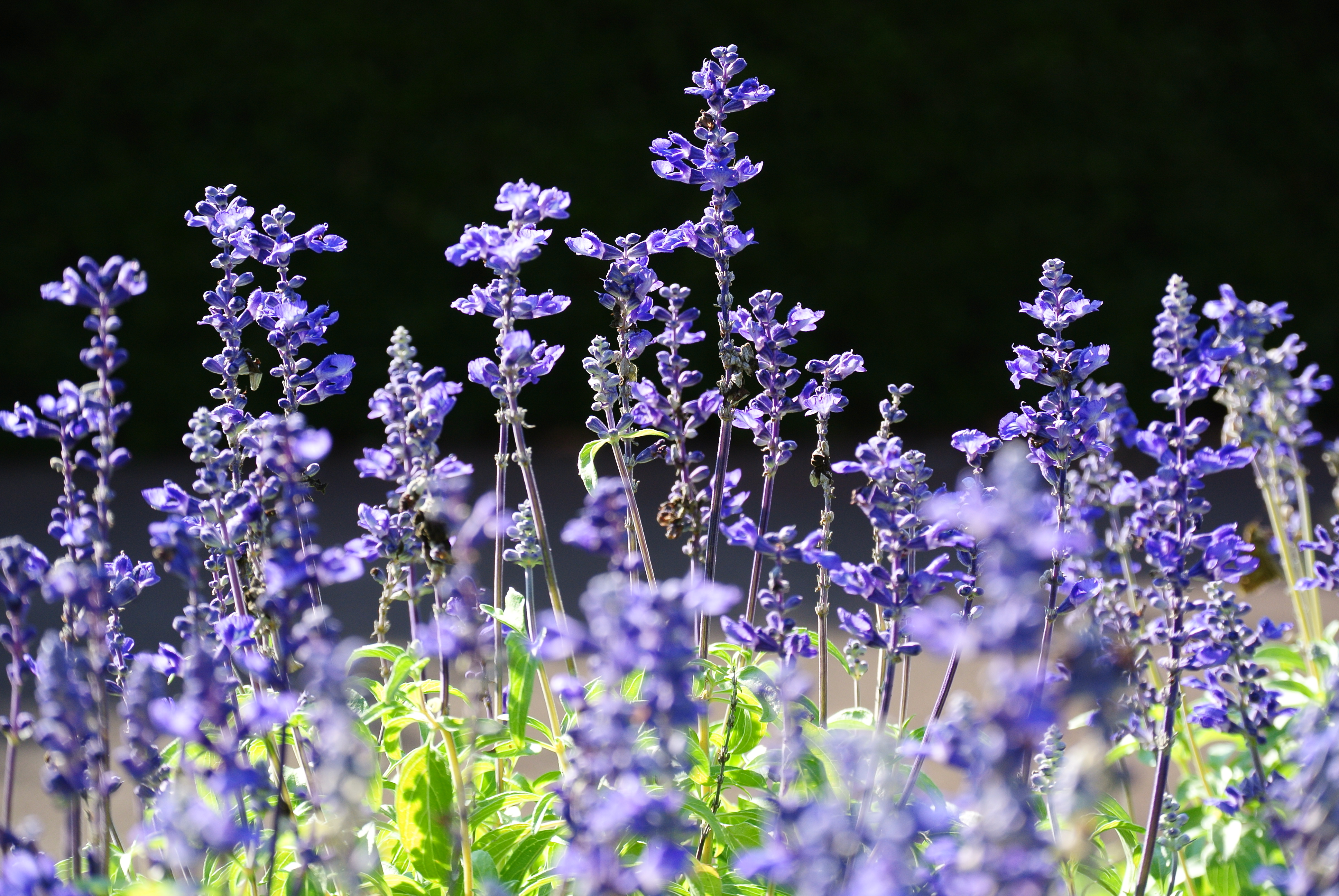 <b>Nikon 1 J2 / 1 NIKKOR VR 30-110mm F3.8-5.6 / 約5.5MB / 3,872×2,592 / 1/250秒 / F4.5 / -0.7EV / ISO100 / 49.3mm / 通常撮影</b>