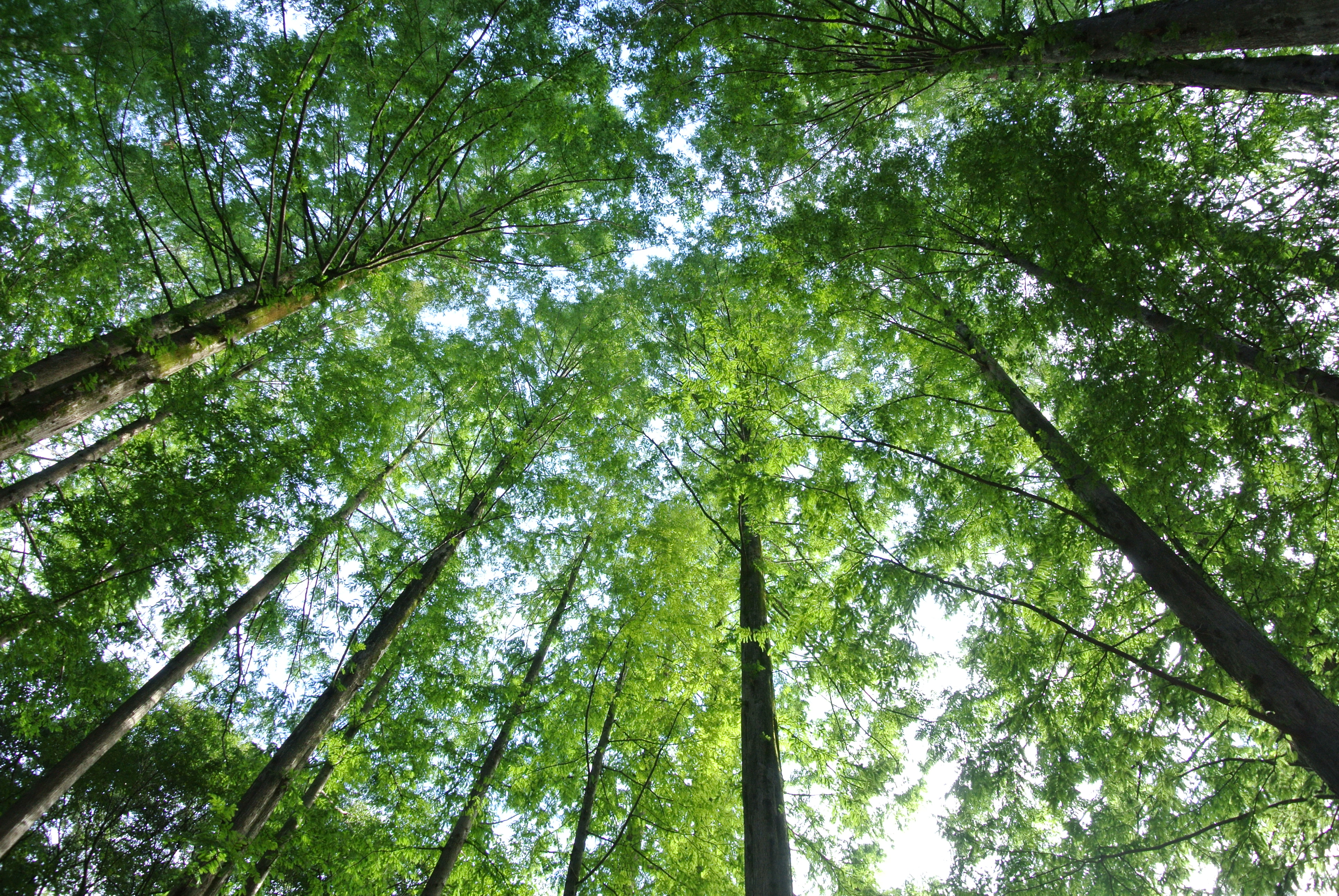 <b>Nikon 1 J2 / 1 NIKKOR VR 10-30mm F3.5-5.6 / 約6MB / 3,872×2,592 / 1/60秒 / F5.6 / +0.7EV / ISO220 / 10mm</b>