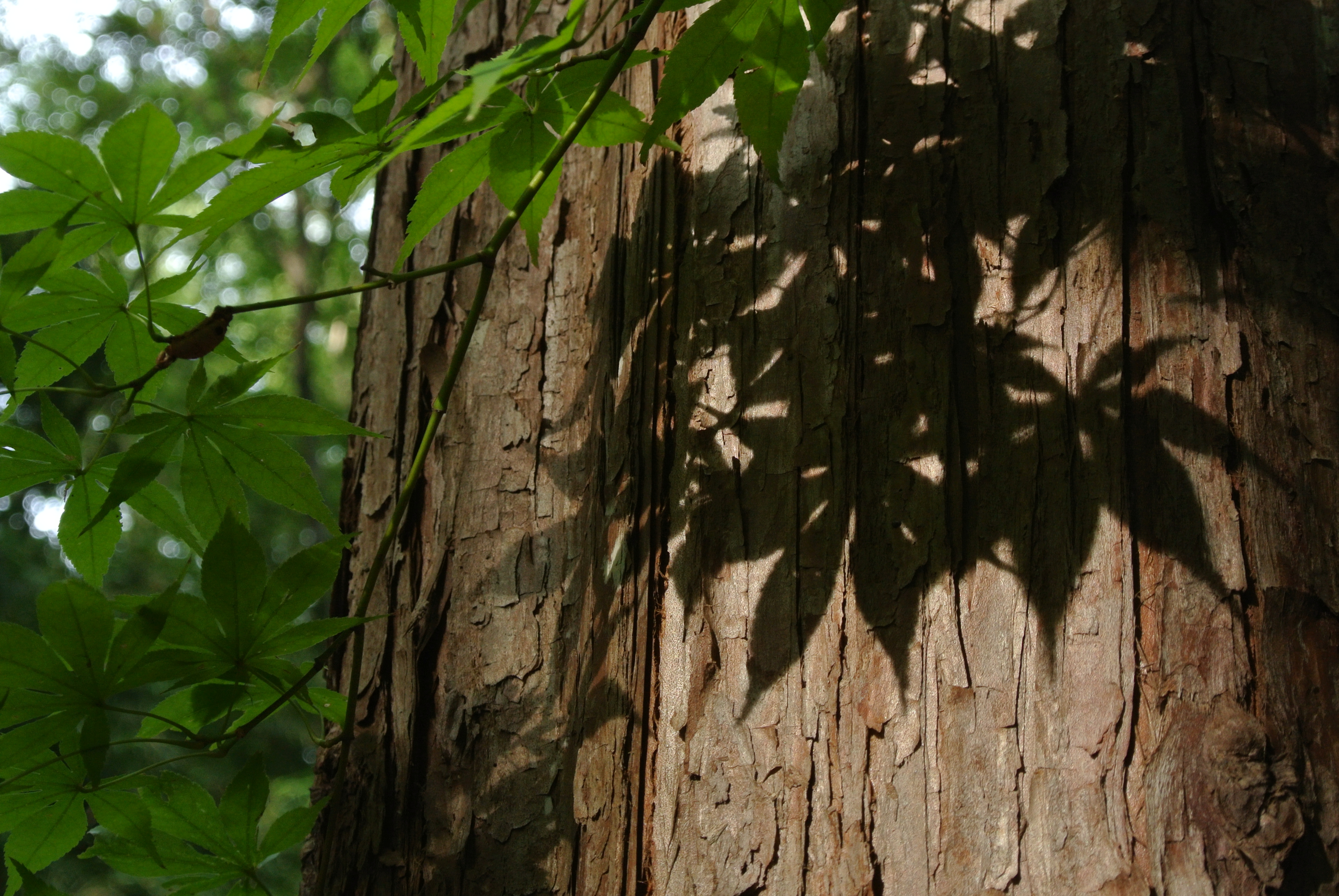 <b>Nikon 1 J2 / 1 NIKKOR VR 10-30mm F3.5-5.6 / 約5.9MB / 3,872×2,592 / 1/60秒 / F5.6 / -2EV / ISO400 / 22.7mm</b>