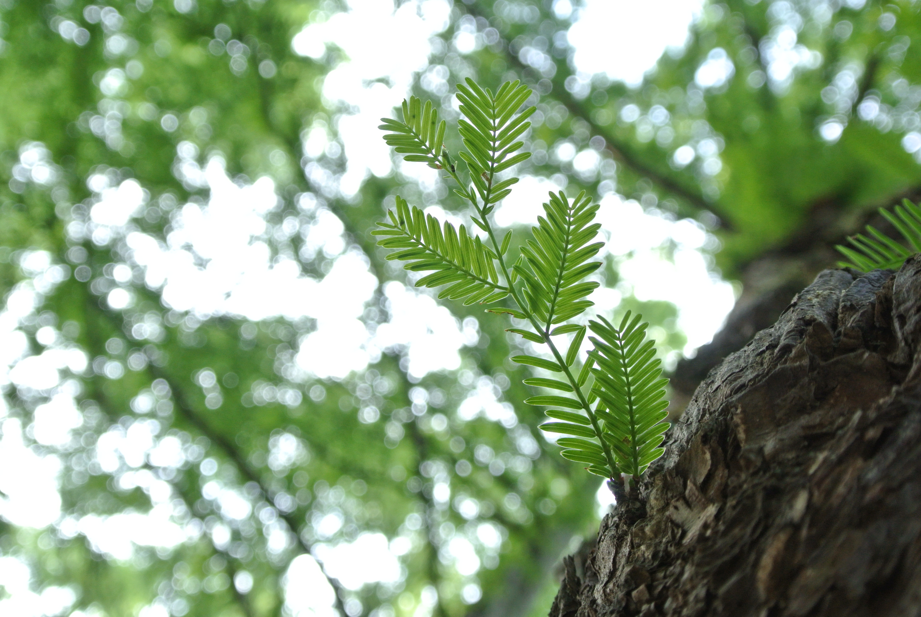 <b>Nikon 1 J2 / 1 NIKKOR VR 10-30mm F3.5-5.6 / 約5MB / 3,872×2,592 / 1/40秒 / F4.5 / +1EV / ISO400 / 18.2mm</b>