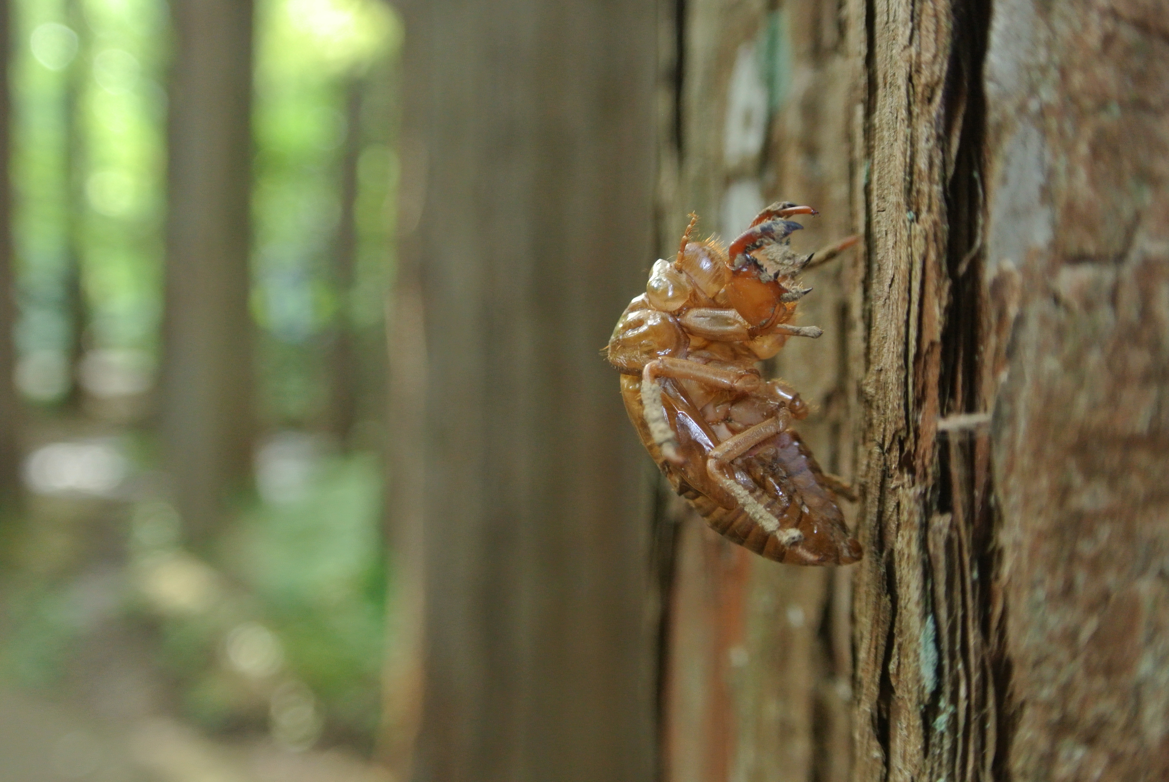 <b>Nikon 1 J2 / 1 NIKKOR VR 10-30mm F3.5-5.6 / 約5.4MB / 3,872×2,592 / 1/30秒 / F4.2 / -1EV / ISO640 / 16.3mm</b>