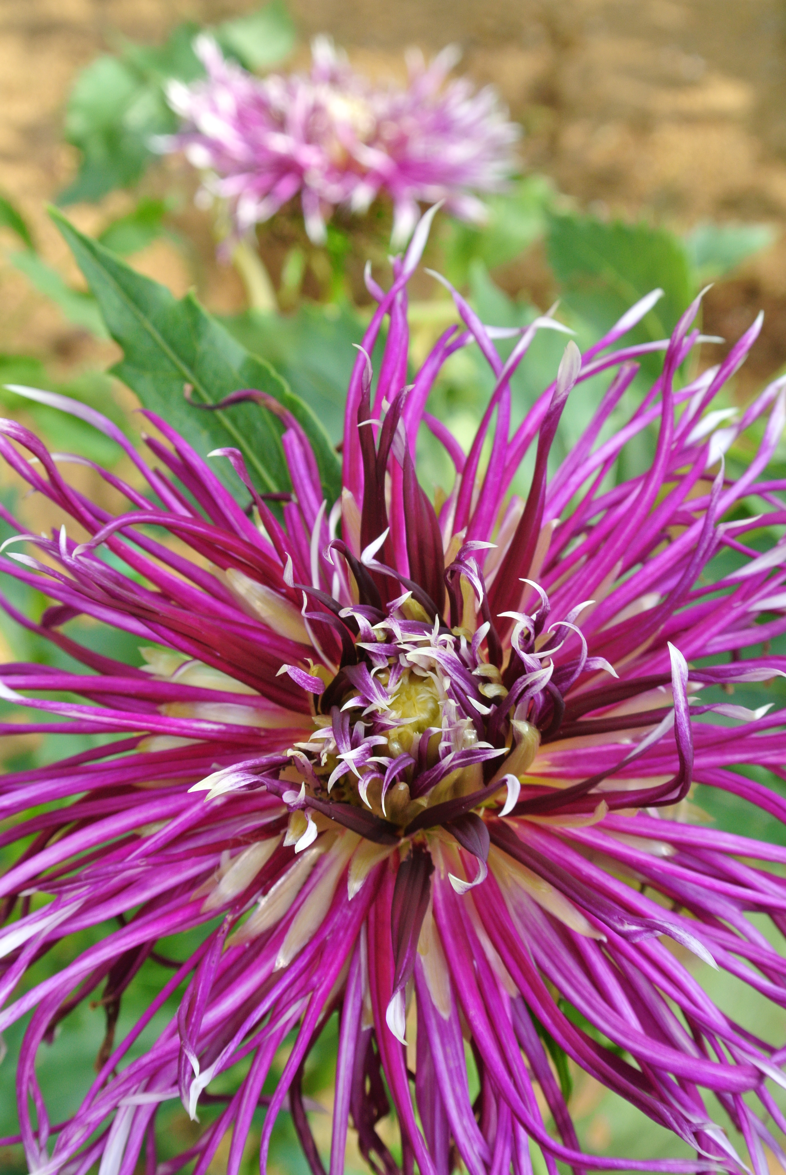 <b>Nikon 1 J2 / 1 NIKKOR VR 10-30mm F3.5-5.6 / 約4.8MB / 2,592×3,872 / 1/125秒 / F6.3 / 0EV / ISO200 / 21.1mm</b>