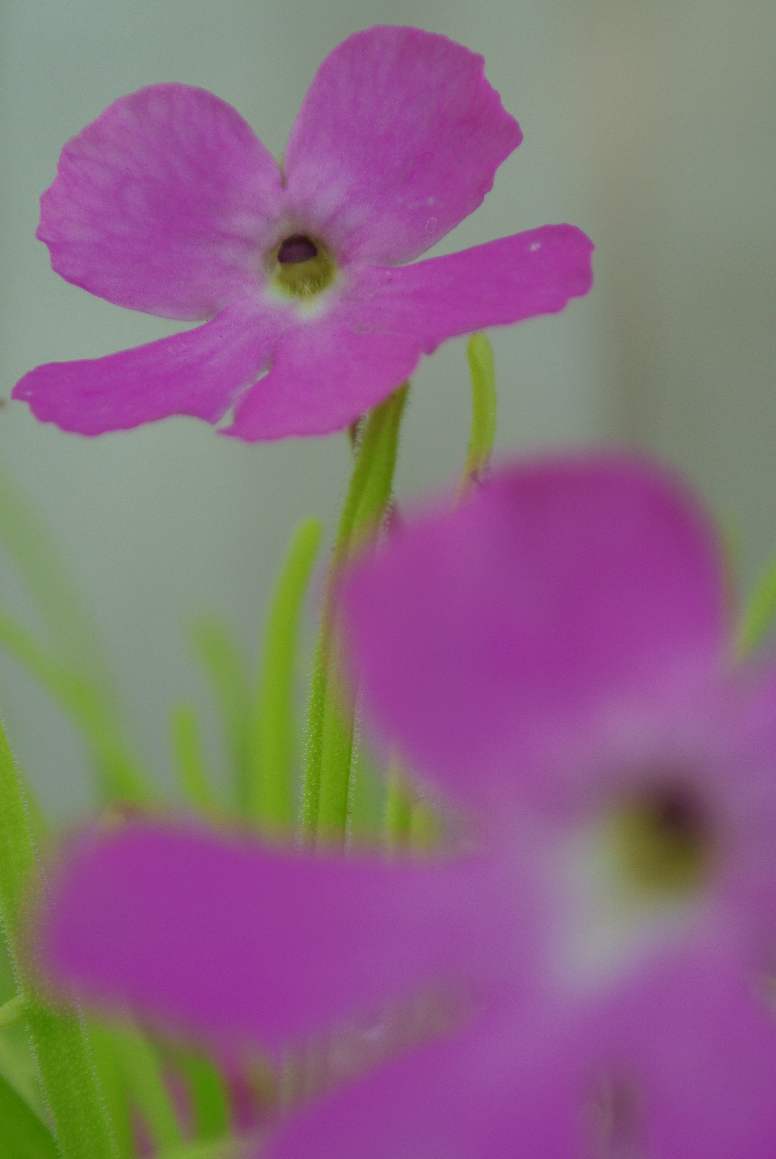 <b>Nikon 1 J2 / 1 NIKKOR VR 10-30mm F3.5-5.6 / 約4.3MB / 2,592×3,872 / 1/125秒 / F5.6 / -0.3EV / ISO160 / 30mm</b>