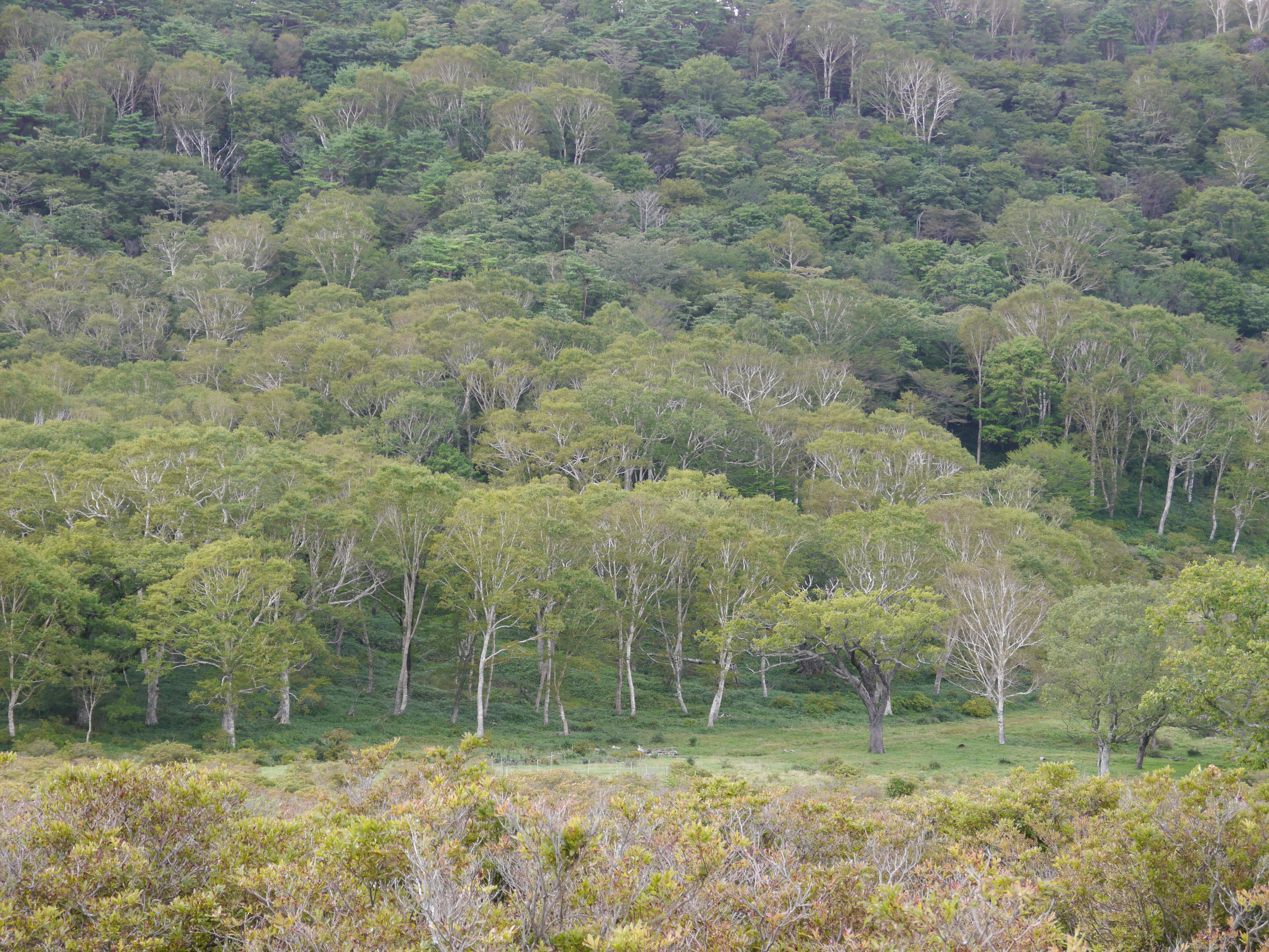 <b>フォトスタイル：スタンダード</b>