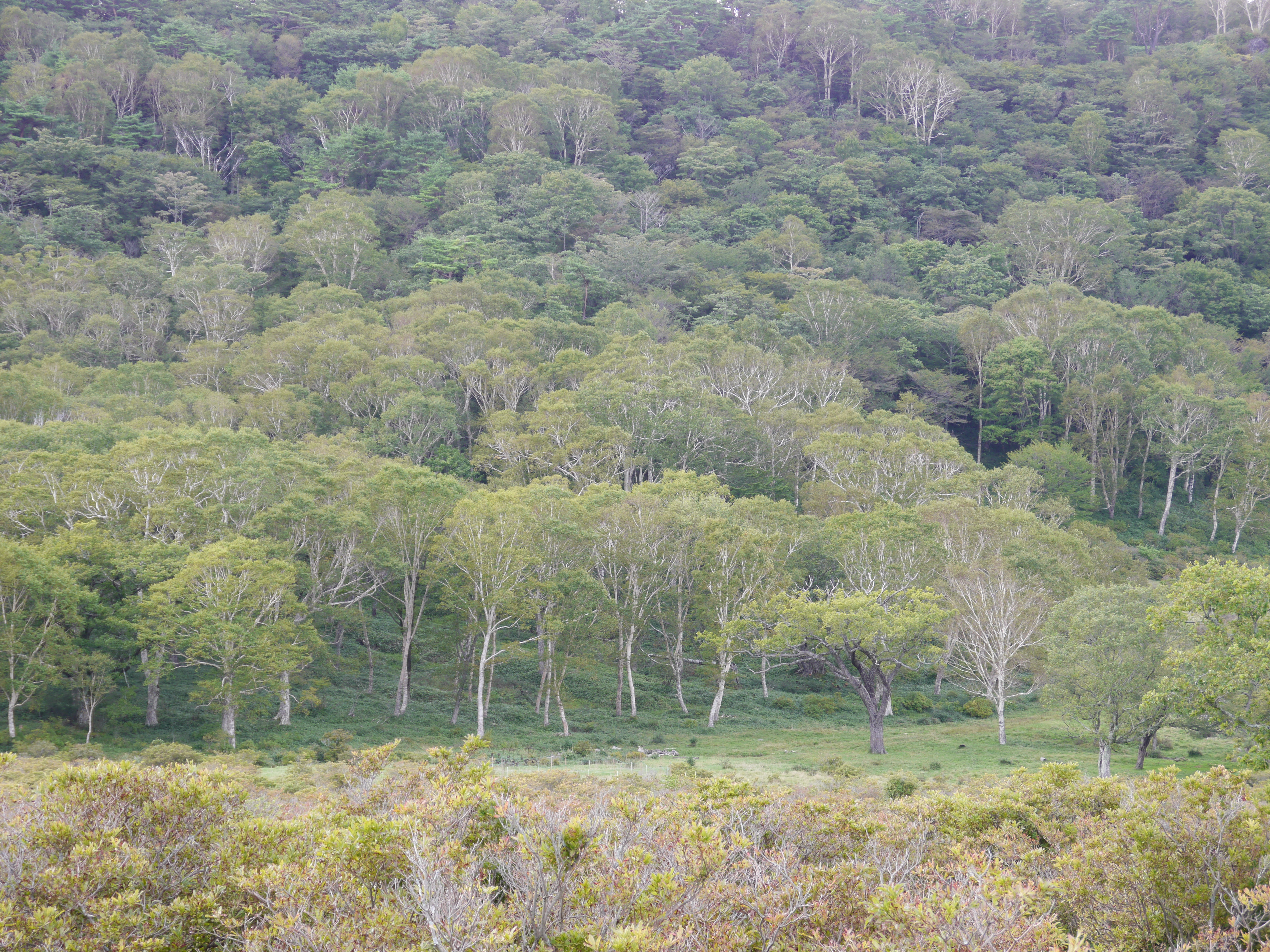 <b>フォトスタイル：人物</b>