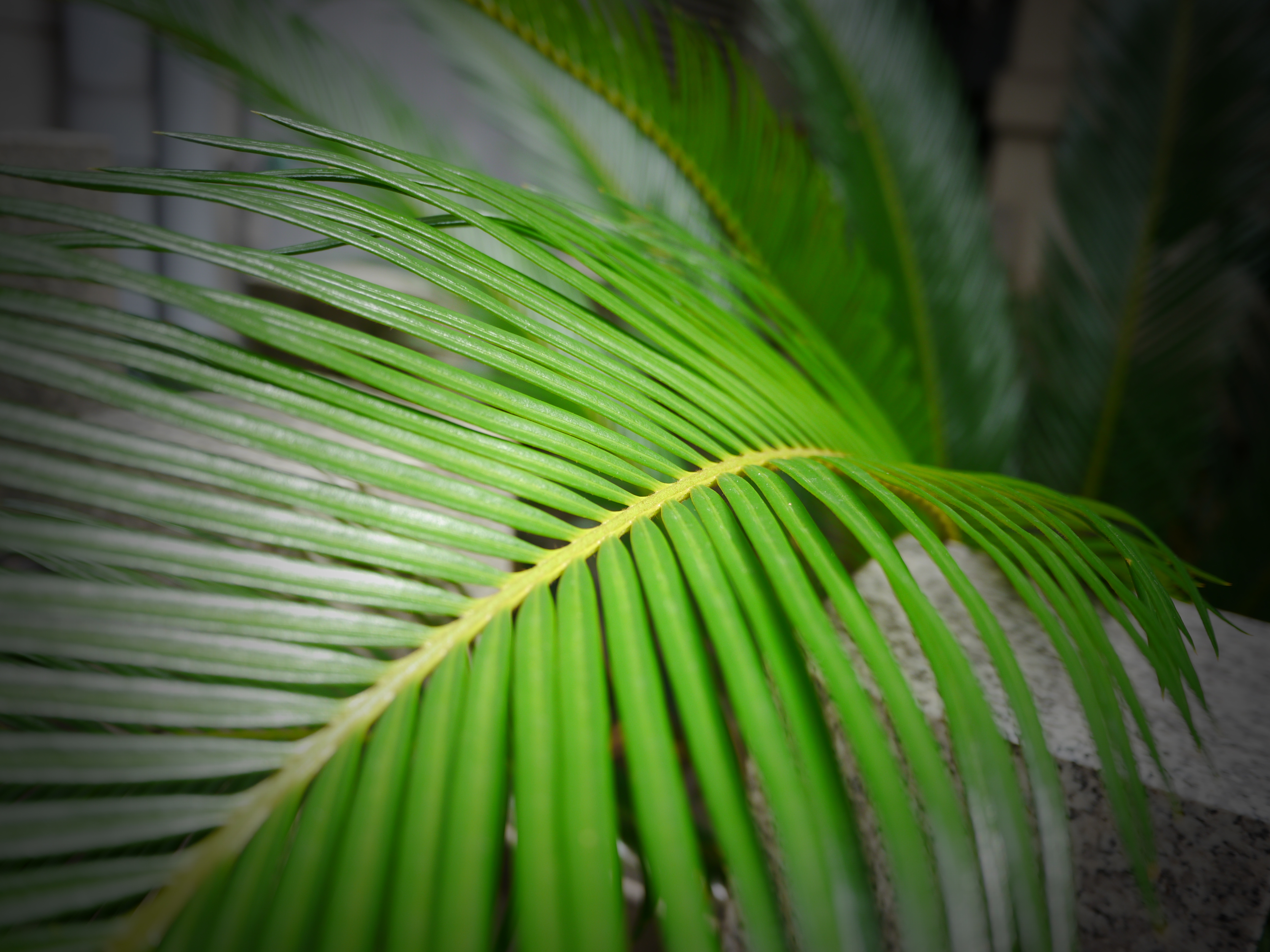 <b>DMC-G5 / LUMIX G 14mm F2.5 ASPH. / 約5.9MB / 4,608×3,456 / 1/160秒 / F2.8 / 0EV / ISO160 / クリエイティブコントロール：トイフォト / WB：オート / WB：オート / 14mm</b>