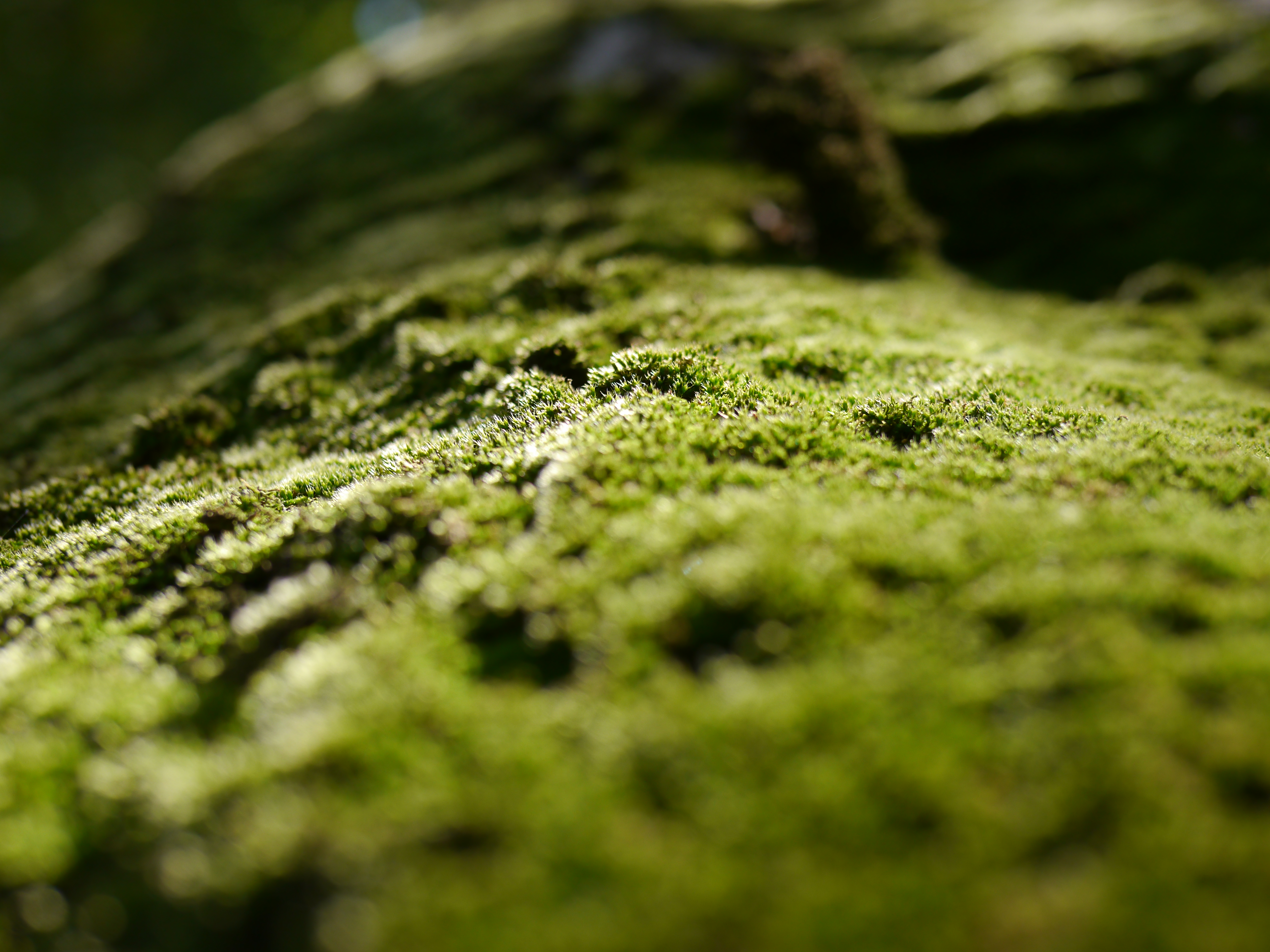 <b>DMC-G5 / LEICA DG SUMMILUX 25mm F1.4 ASPH. / 約6.4MB / 4,608×3,456 / 1/400秒 / F2.8 / 0EV / ISO160 / WB：オート / WB：オート / 25mm</b>