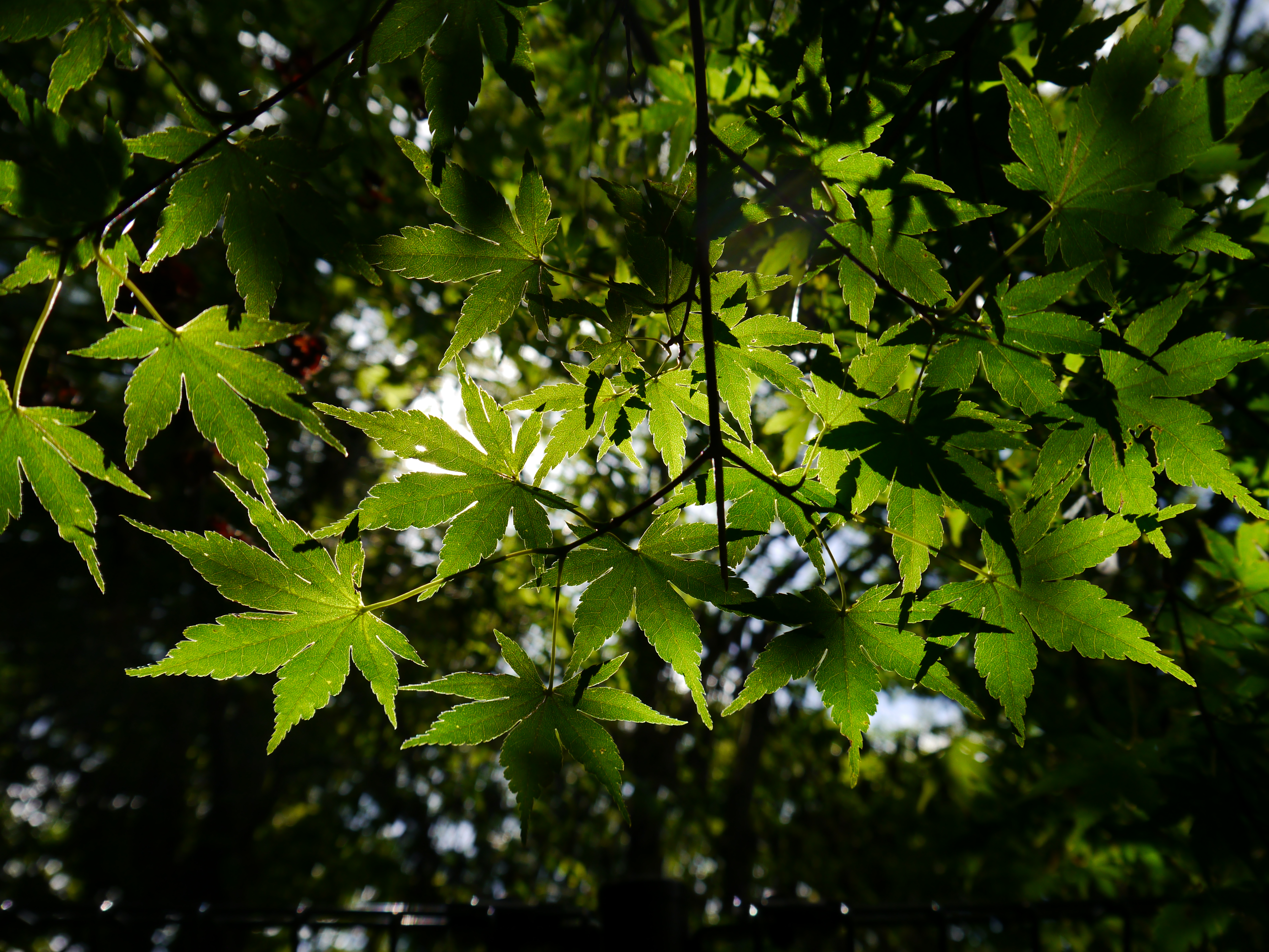 <b>DMC-G5 / LUMIX G VARIO 14-42mm F3.5-5.6 ASPH. MEGA O.I.S. / 約8.5MB / 4,608×3,456 / 1/500秒 / F5.6 / -0.7EV / ISO160 / WB：オート / WB：オート / 14mm</b>