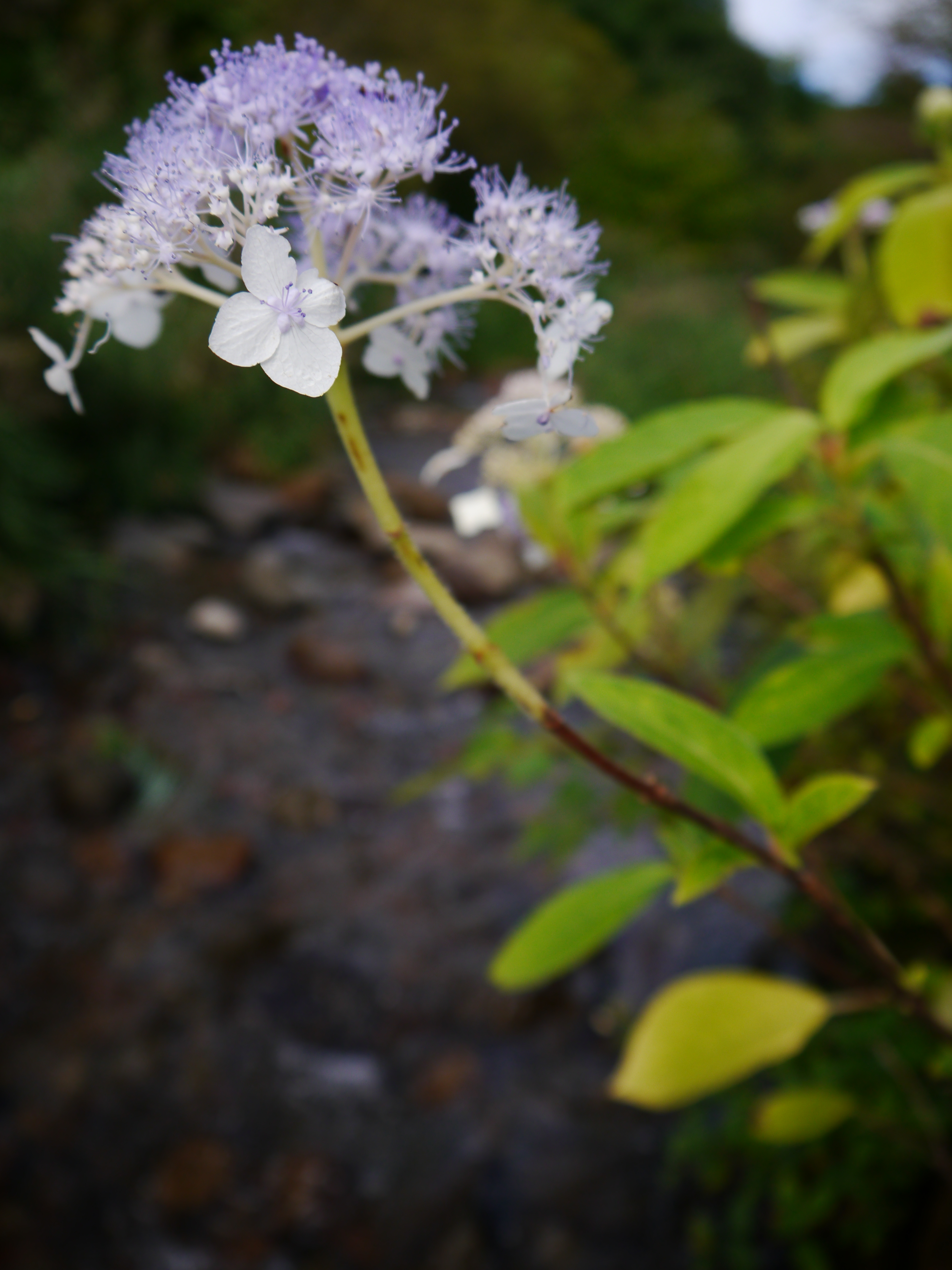 <b>DMC-G5 / LUMIX G VARIO 14-42mm F3.5-5.6 ASPH. MEGA O.I.S. / 約5.3MB / 3,456×4,608 / 1/640秒 / F3.5 / -0.7EV / ISO160 / WB：オート / WB：オート / 14mm</b>