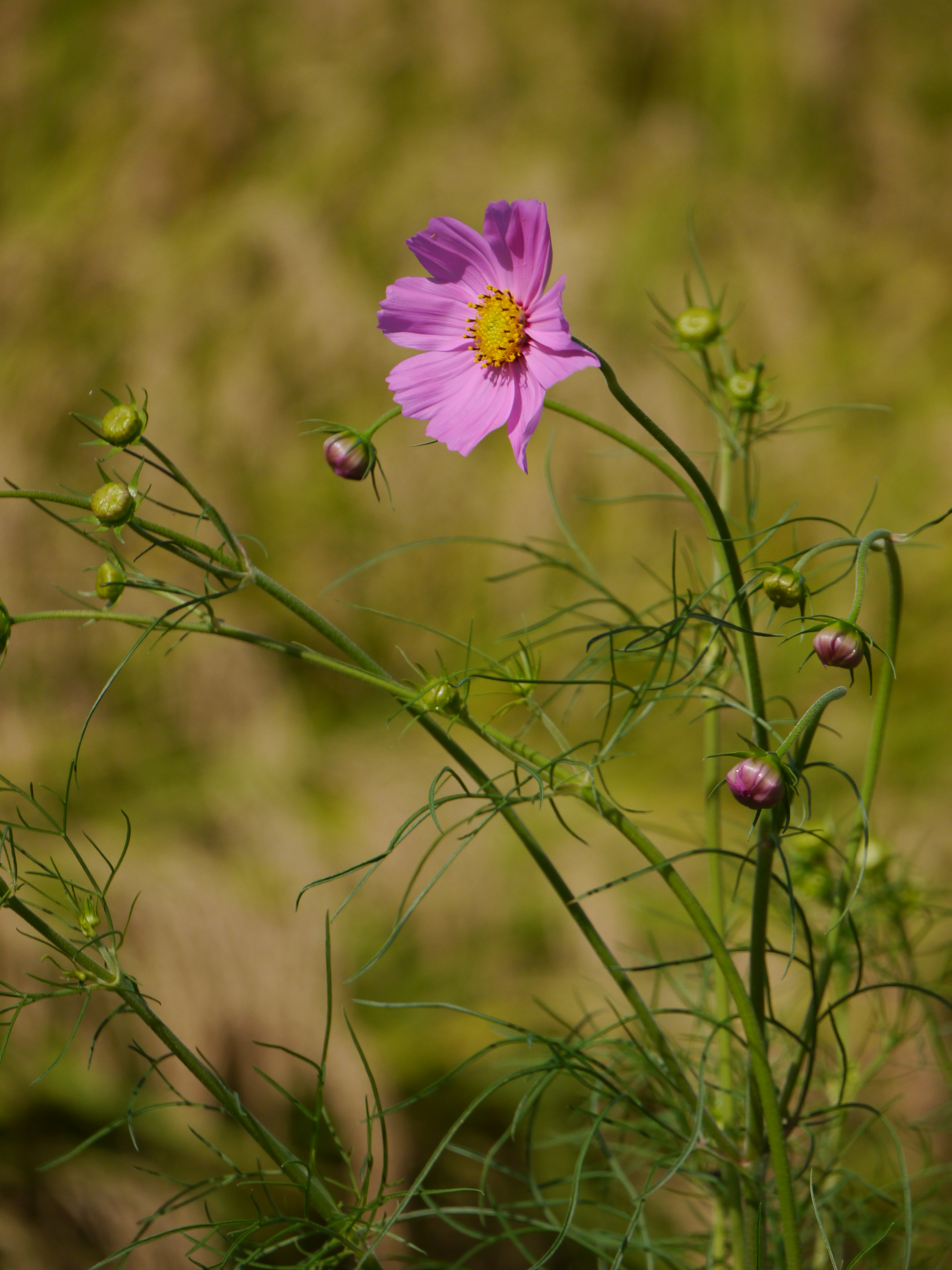 <b>DMC-G5 / LUMIX G VARIO 45-150mm F4-5.6 ASPH. MEGA O.I.S. / 約6.3MB / 3,456×4,608 / 1/2500秒 / F7 / -0.7EV / ISO400 / WB：オート / WB：オート / 150mm</b>