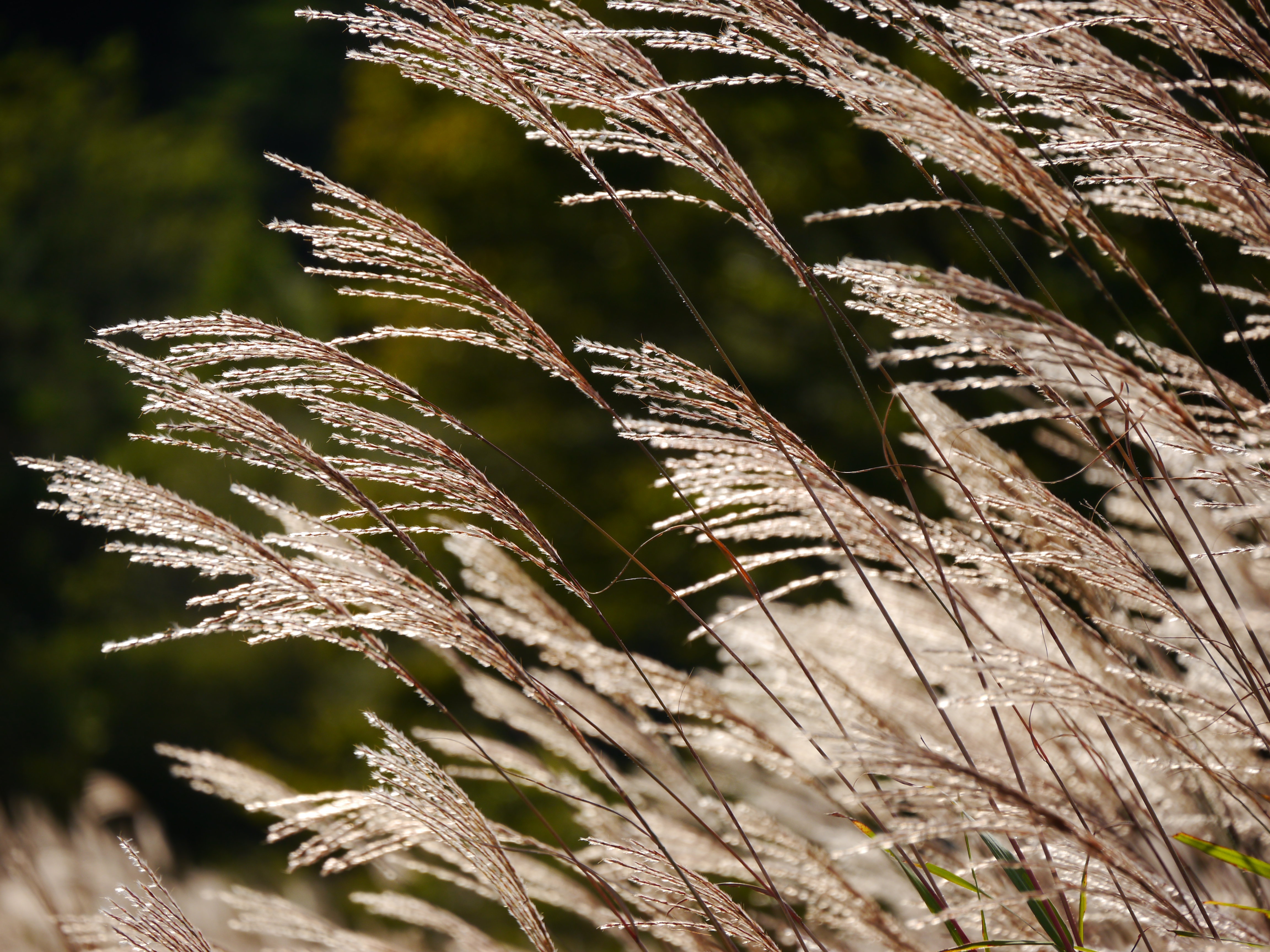 <b>DMC-G5 / LUMIX G VARIO 45-150mm F4-5.6 ASPH. MEGA O.I.S. / 約8.4MB / 4,608×3,456 / 1/500秒 / F6.3 / 0EV / ISO160 / WB：オート / WB：オート / 150mm</b>