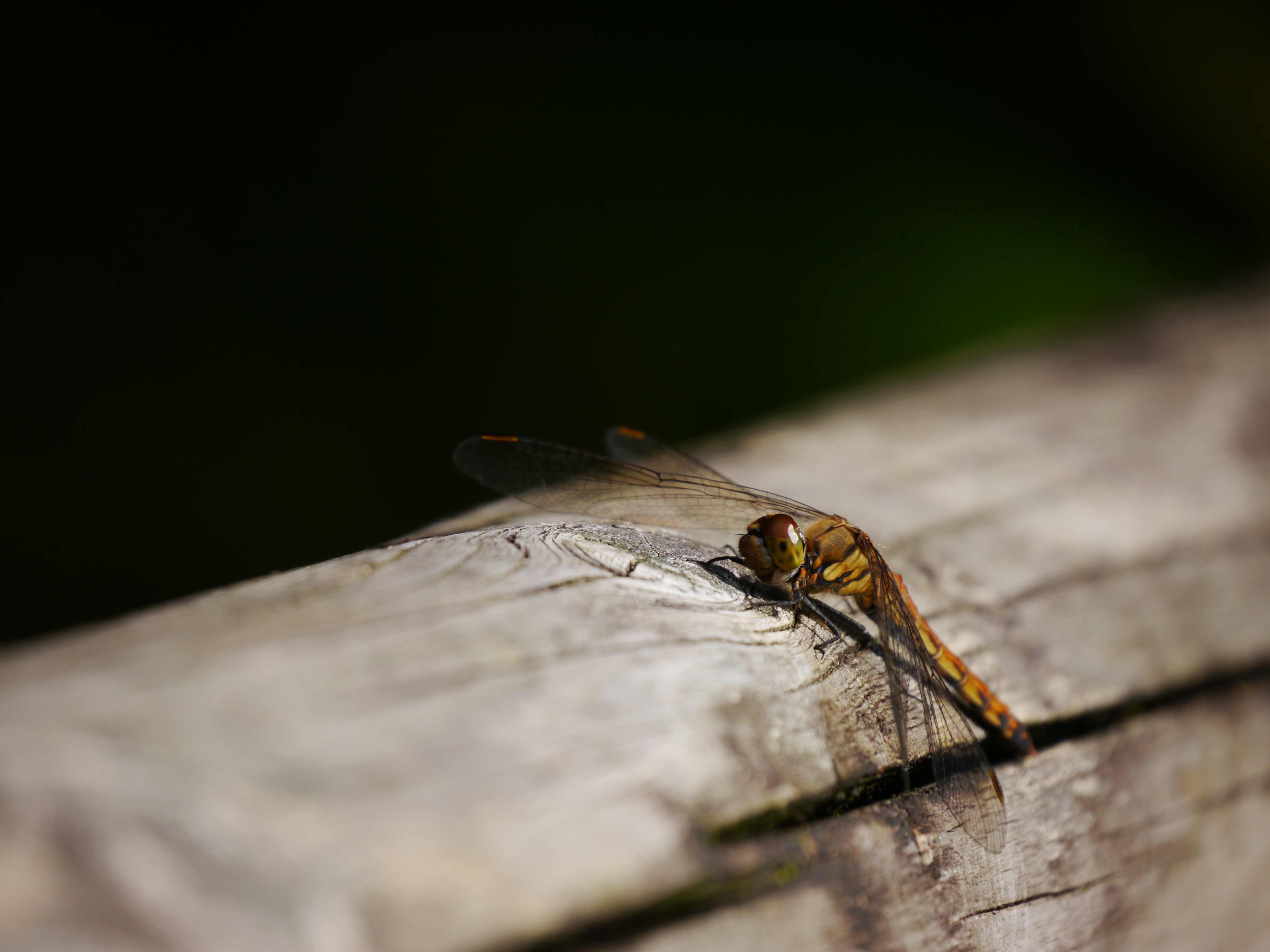 <b>DMC-G5 / LUMIX G VARIO 45-150mm F4-5.6 ASPH. MEGA O.I.S. / 約4.2MB / 4,608×3,456 / 1/400秒 / F5.6 / -0.3EV / ISO160 / WB：オート / WB：オート / 141mm</b>