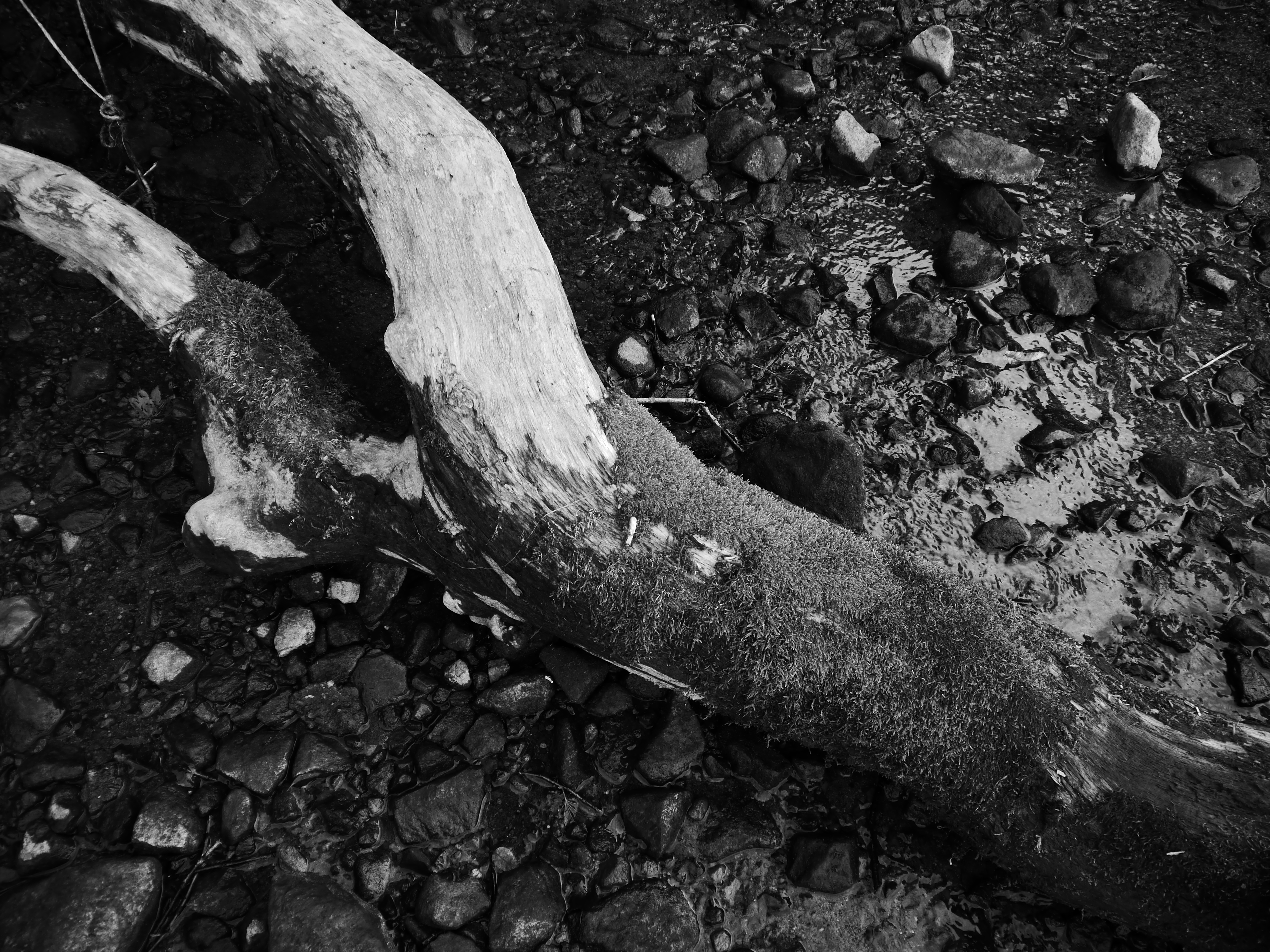 <b>DMC-G5 / LUMIX G VARIO 14-42mm F3.5-5.6 ASPH. MEGA O.I.S. / 約8.4MB / 4,608×3,456 / 1/160秒 / F4.5 / -0.3EV / ISO160 / クリエイティブコントロール：ダイナミックモノクローム / WB：オート / WB：オート / 14mm</b>