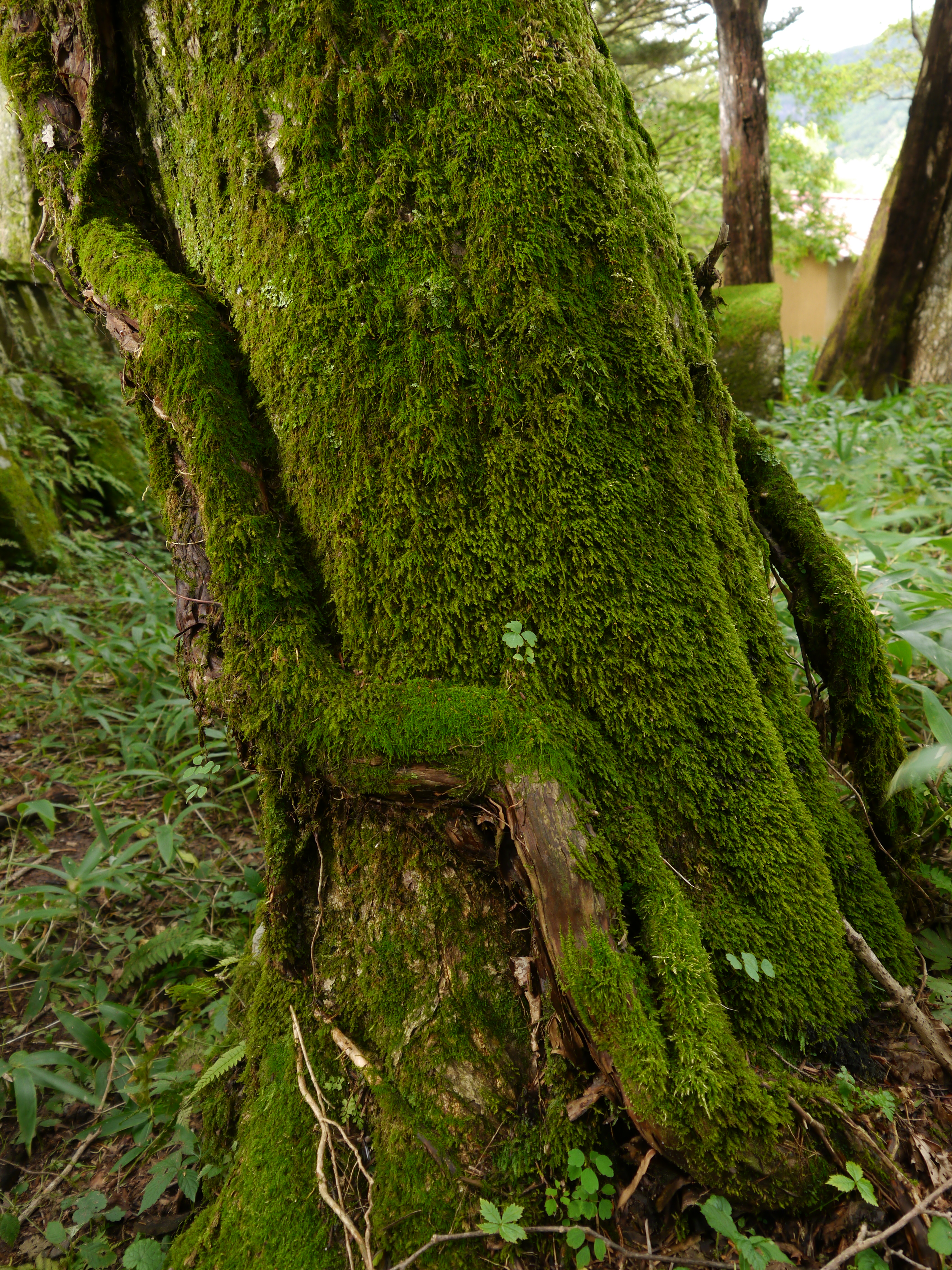 <b>DMC-G5 / LUMIX G VARIO 14-42mm F3.5-5.6 ASPH. MEGA O.I.S. / 約8.9MB / 3,456×4,608 / 1/10秒 / F5.6 / -1EV / ISO160 / WB：オート / WB：晴天 / 16mm</b>