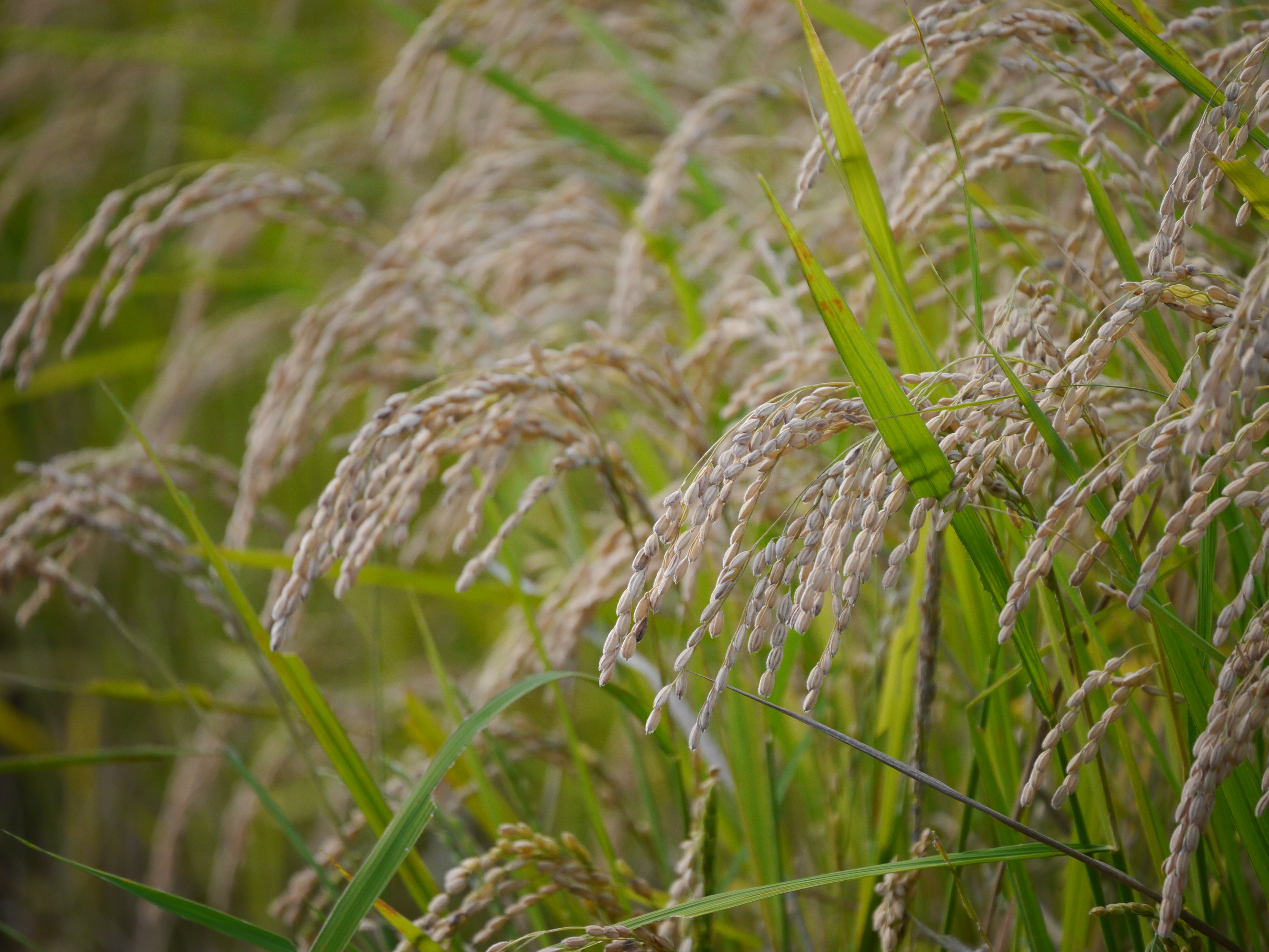 <b>DMC-G5 / LUMIX G VARIO 45-150mm F4-5.6 ASPH. MEGA O.I.S. / 約6.9MB / 4,608×3,456 / 1/400秒 / F5.6 / 0EV / ISO400 / WB：オート / WB：オート / 150mm</b>