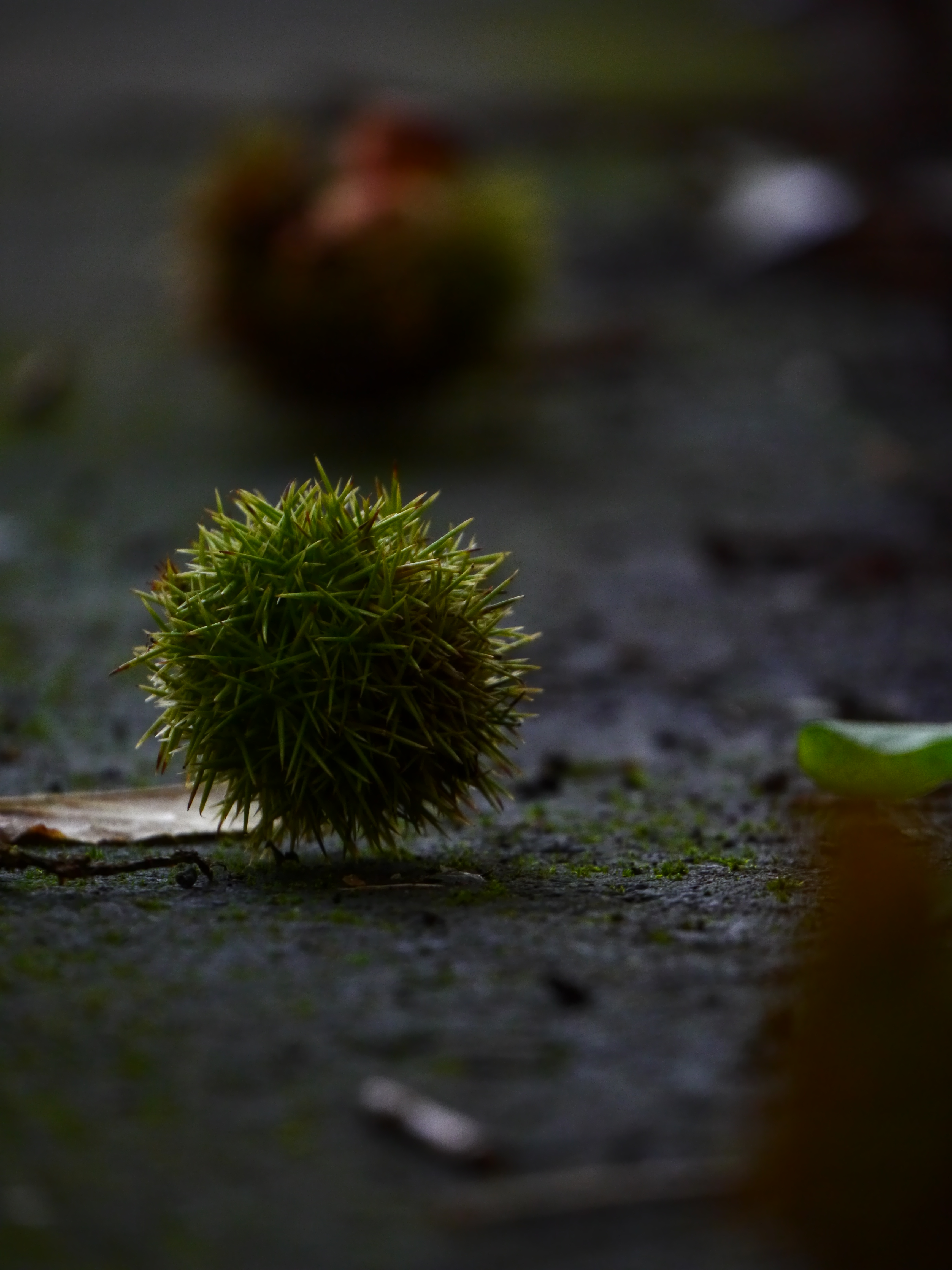 <b>DMC-G5 / LUMIX G VARIO 45-150mm F4-5.6 ASPH. MEGA O.I.S. / 約4MB / 3,456×4,608 / 1/250秒 / F5.6 / -0.3EV / ISO1600 / クリエイティブコントロール：ローキー / WB：オート / WB：オート / 141mm</b>