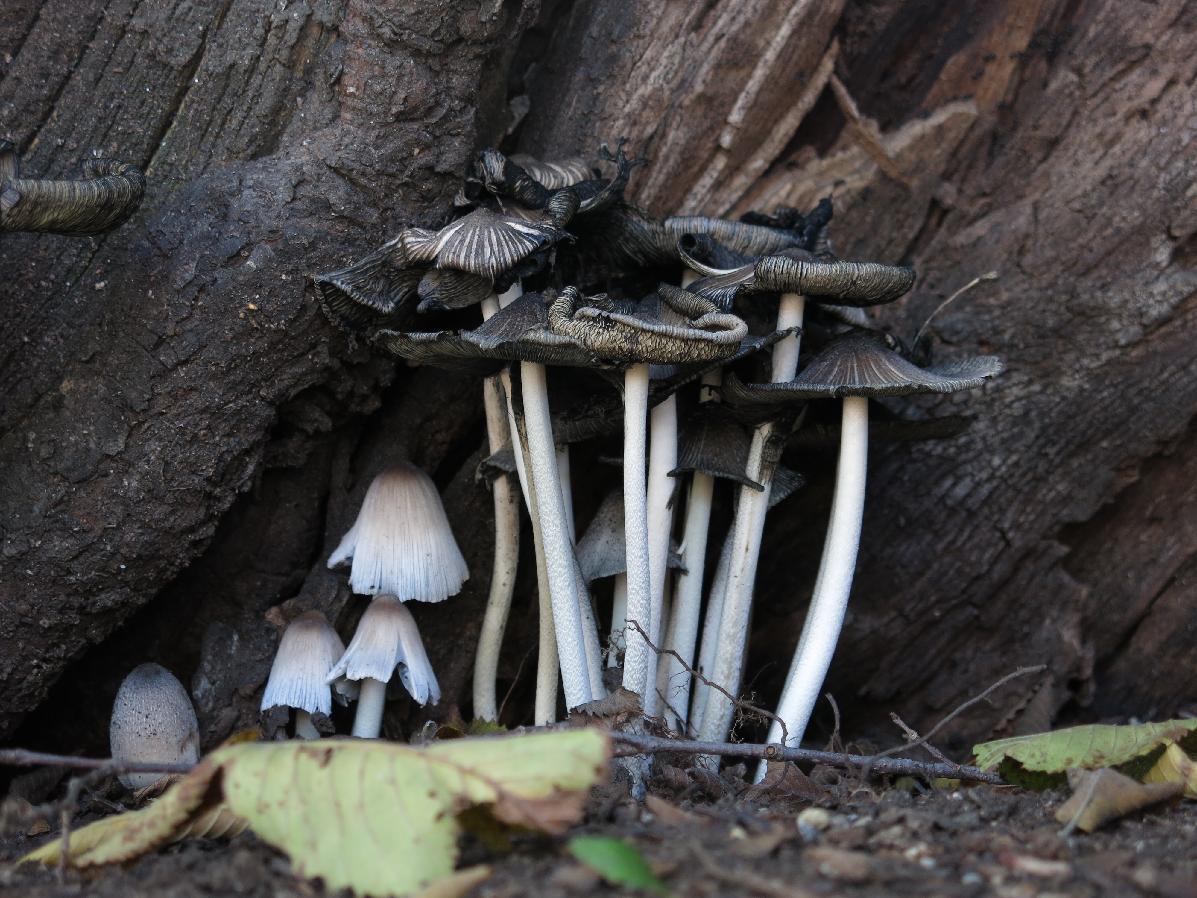 <b>こういうシーンではバリアングル液晶モニターがなくなったのが悔しく思える。PowerShot G15 / 4,000×3,000 / 1/30秒 / F2.5 / -1.0EV / ISO80 / WB:オート / 15.2mm（70mm相当）</b>