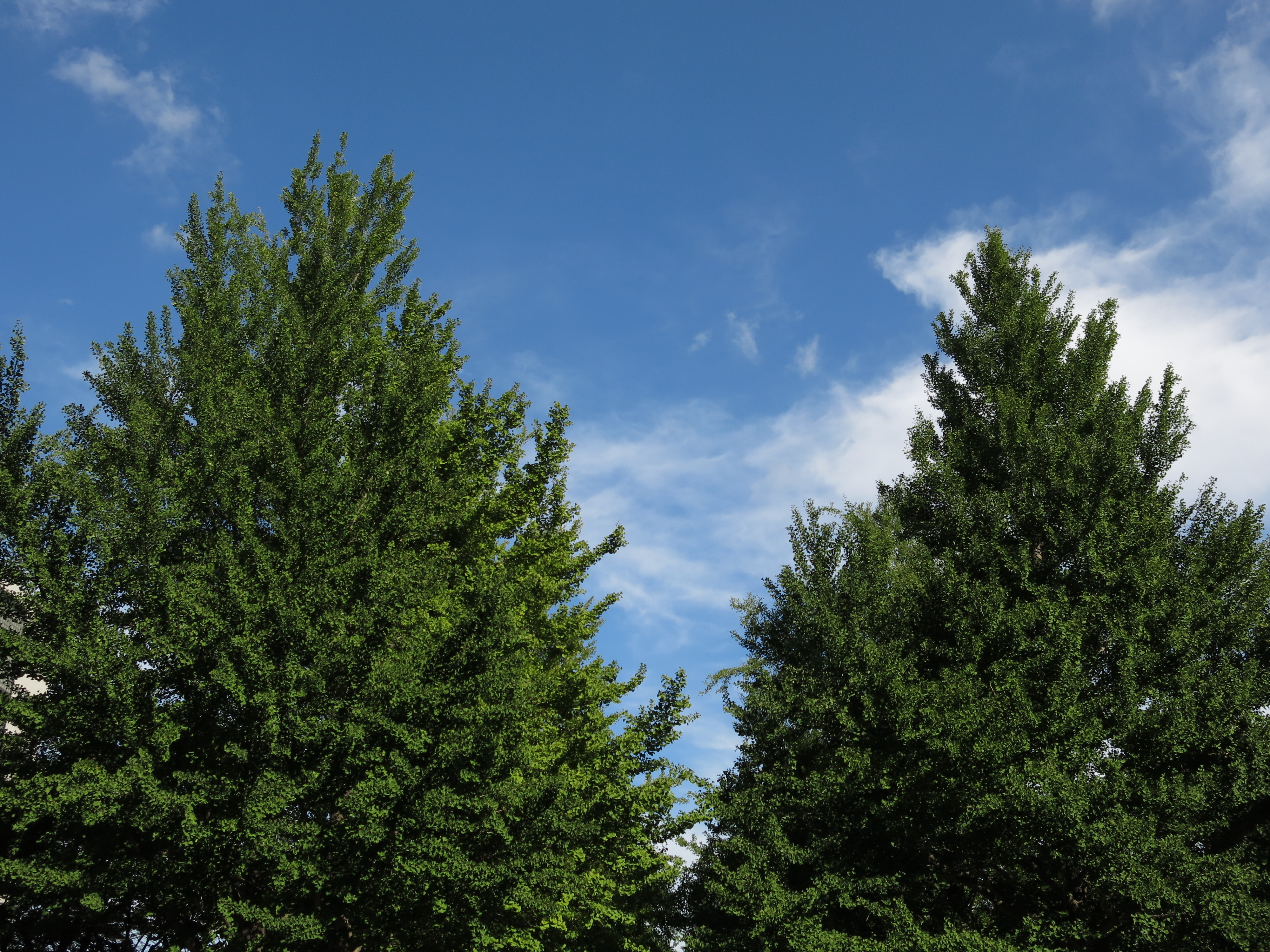 <b>プログラムAEはあまり絞り込まない仕様のようで、この明るさでもF2.8になっている。PowerShot G15 / 4,000×3,000 / 1/1600秒 / F2.8 / 0.3EV / ISO80 / WB:オート / 8.5mm（39mm相当）</b>