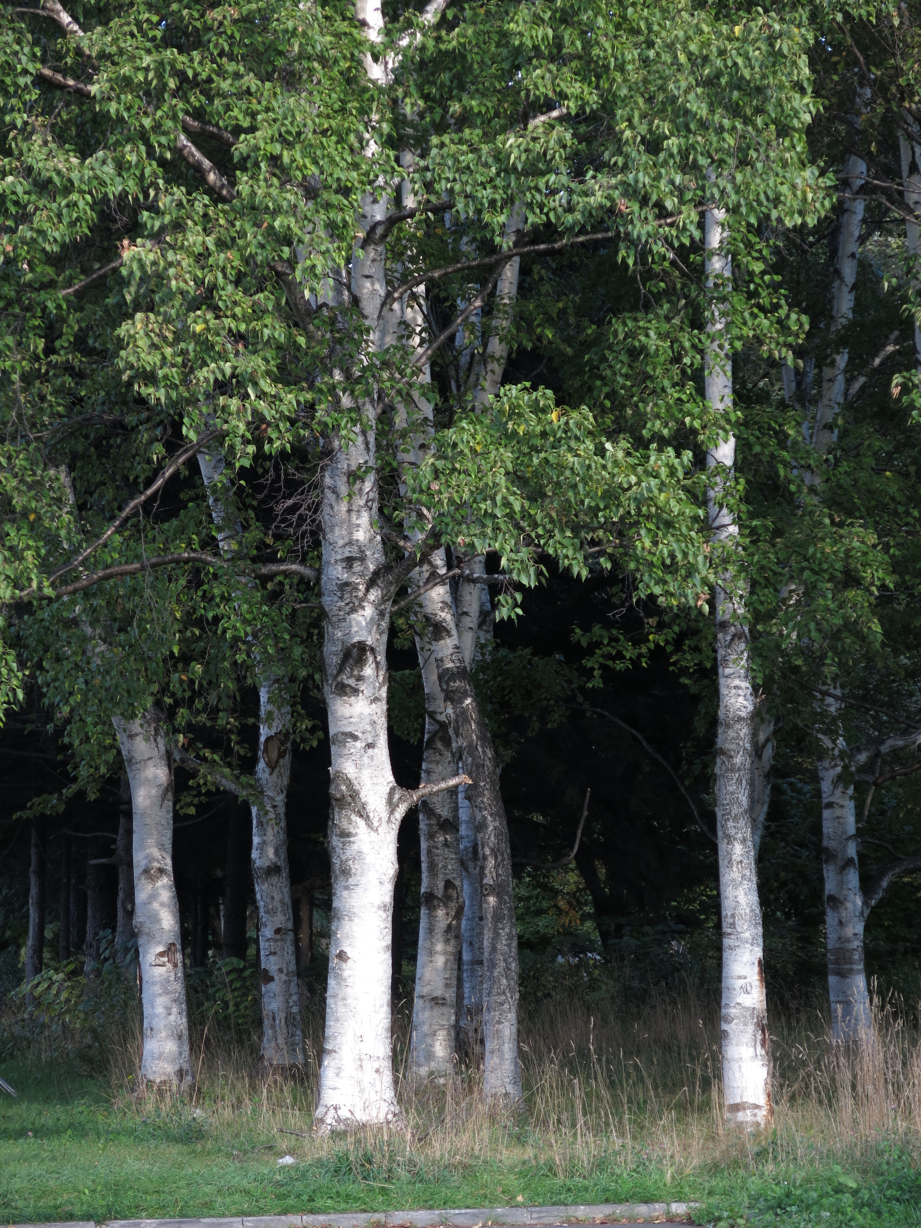 <b>一眼レフと比べて云々するのは間違っているとは思うが、もう少しハイライトが粘ってくれたらなぁという感じはする。PowerShot G15 / 4,000×3,000 / 1/200秒 / F2.8 / -1.7EV / ISO80 / WB:オート / 30.5mm（140mm相当）</b>