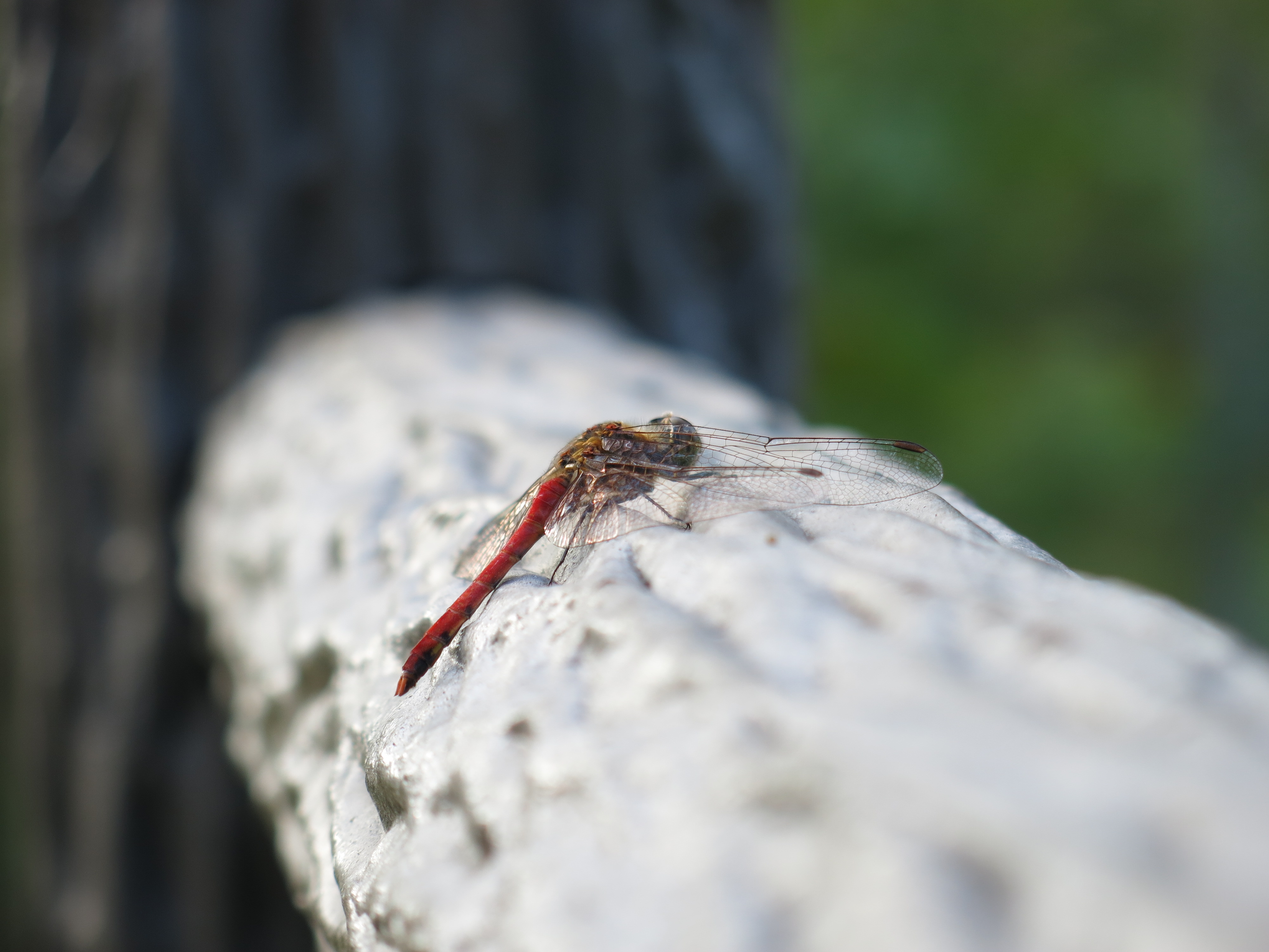 <b>望遠端のほぼ最短撮影距離で。この距離でもすっとピントが合ってくれるのが気持ちよかった。PowerShot G15 / 4,000×3,000 / 1/160秒 / F2.8 / 0.7EV / ISO80 / WB:オート / 30.5mm（140mm相当）</b>