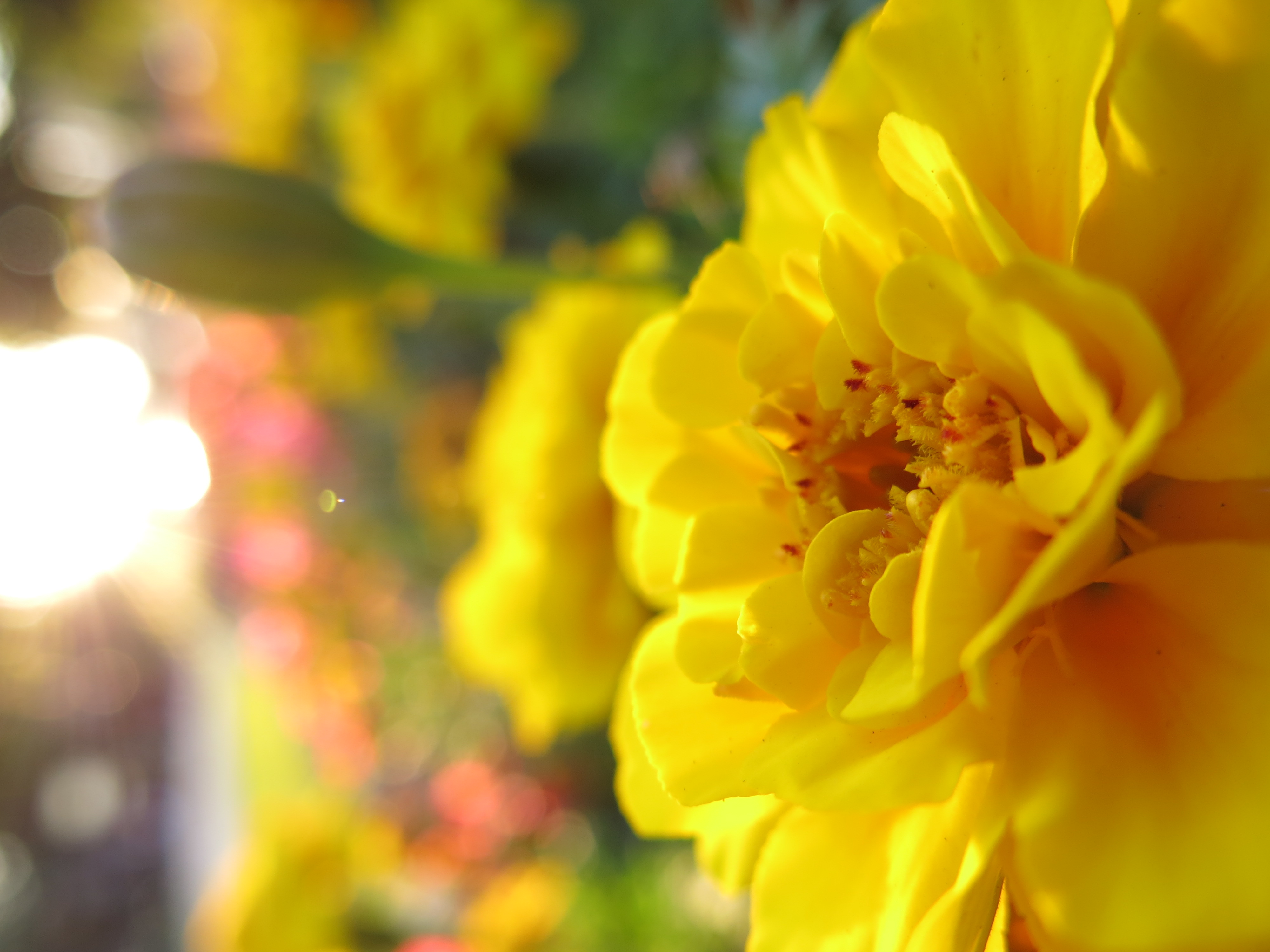 <b>通常時の最短撮影距離は広角端でレンズ前5cｍだが、マクロモードに切り替えると1cmまで寄れる。ここまで寄ると背景も大きくボケてくれる。PowerShot G15 / 4,000×3,000 / 1/60秒 / F2.5 / 1.0EV / ISO80 / WB:太陽光 / 6.1mm（28mm相当）</b>