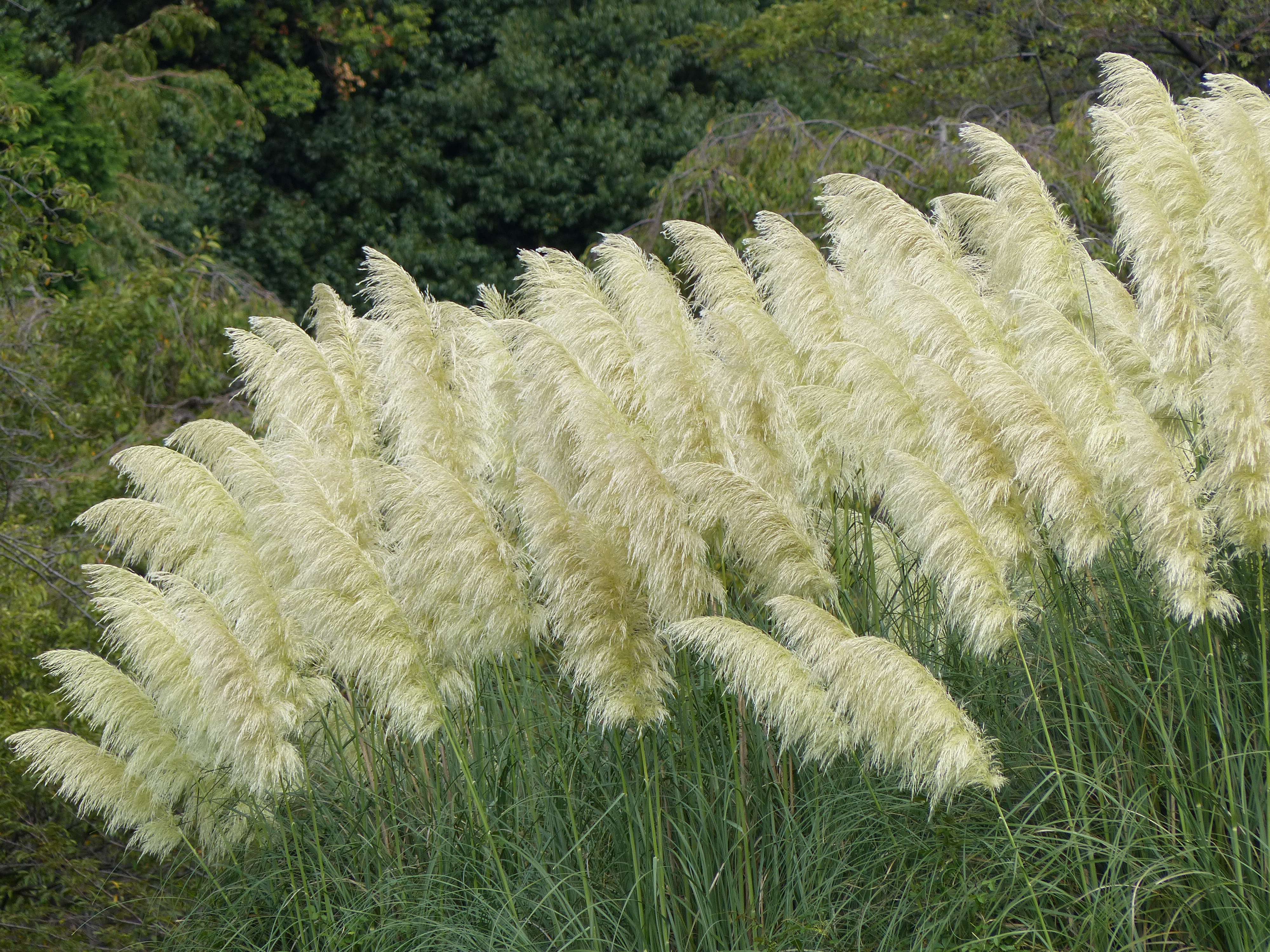 <b>超解像iA:OFF</b>