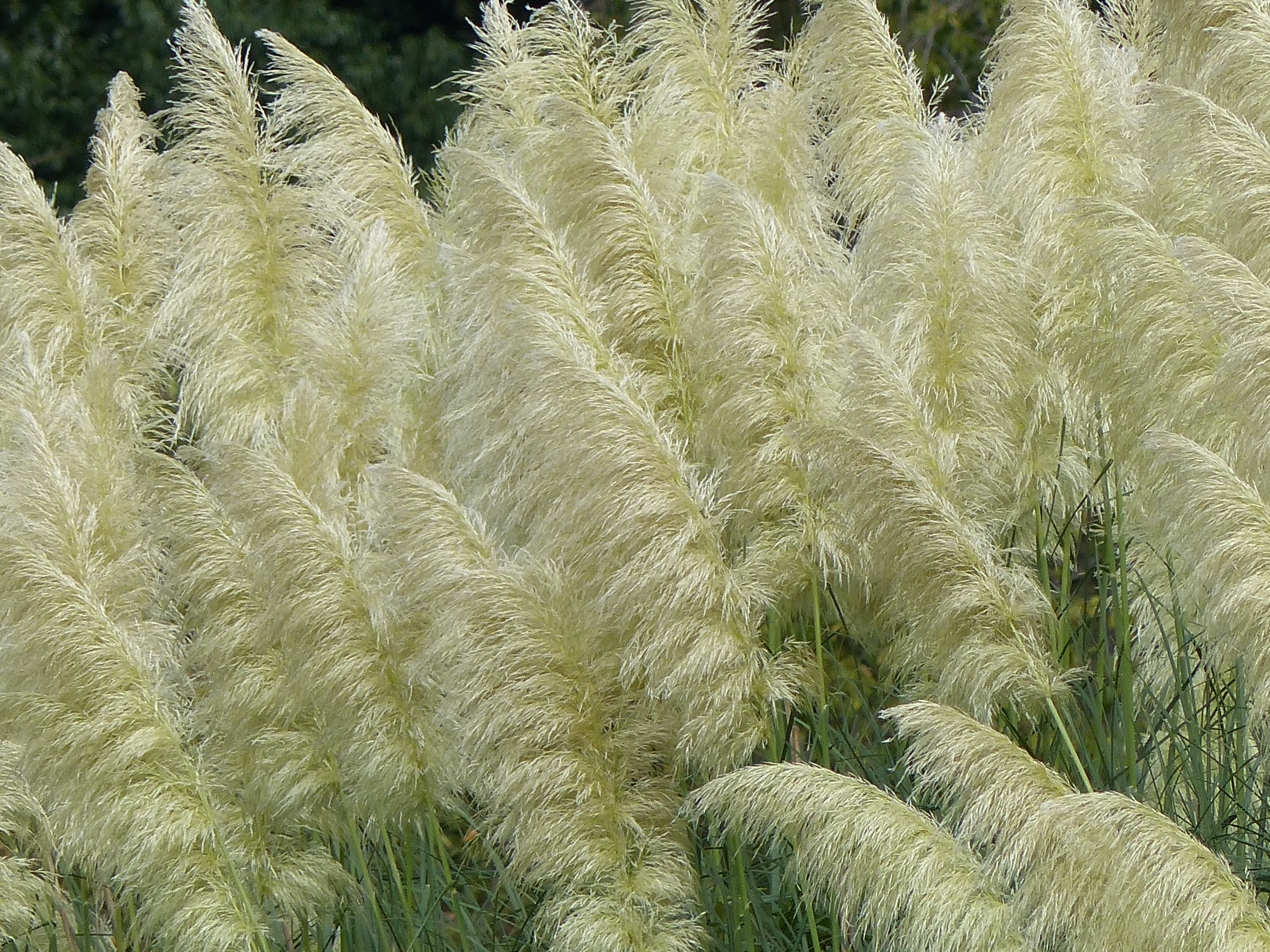 <b>超解像iAズーム:ON</b>