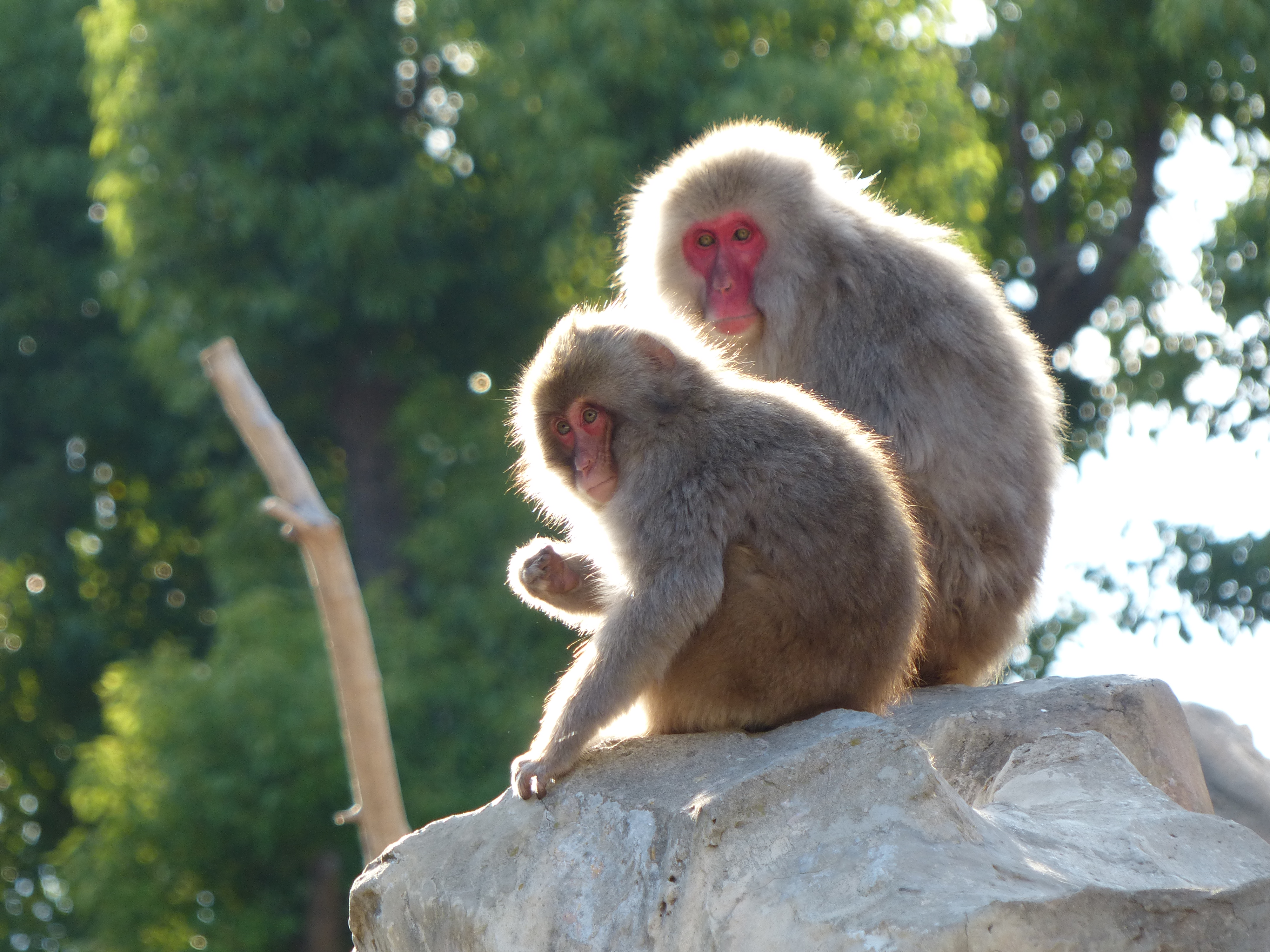 <b>DMC-FZ200 / 約4.9MB / 4,000×3,000 / 1/400秒 / F2.8 / 0.0EV / ISO100 / WB:オート / 70.5mm</b>