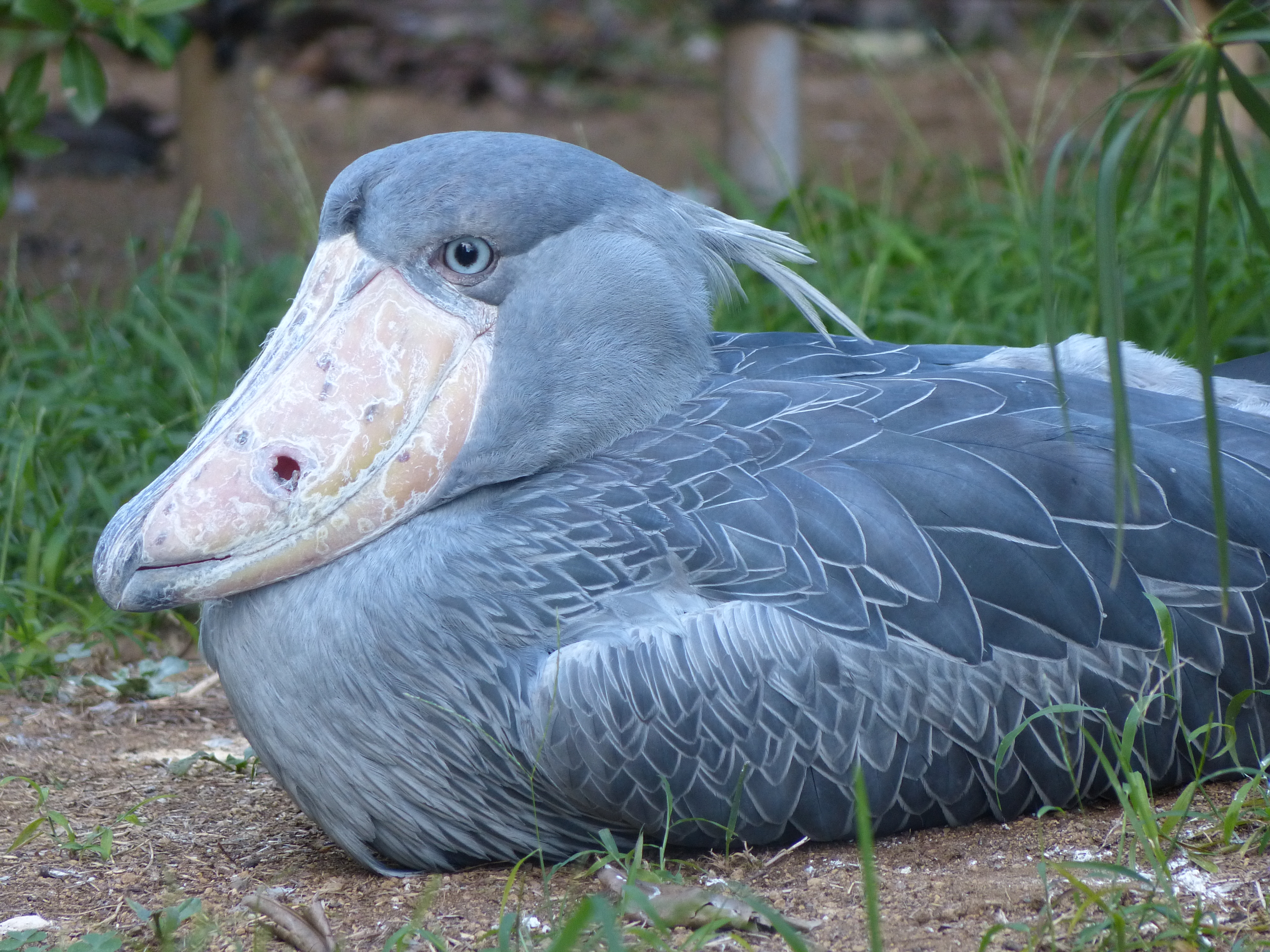 <b>DMC-FZ200 / 約4.9MB / 4,000×3,000 / 1/125秒 / F2.8 / 0.0EV / ISO200 / WB:オート / 108mm</b>