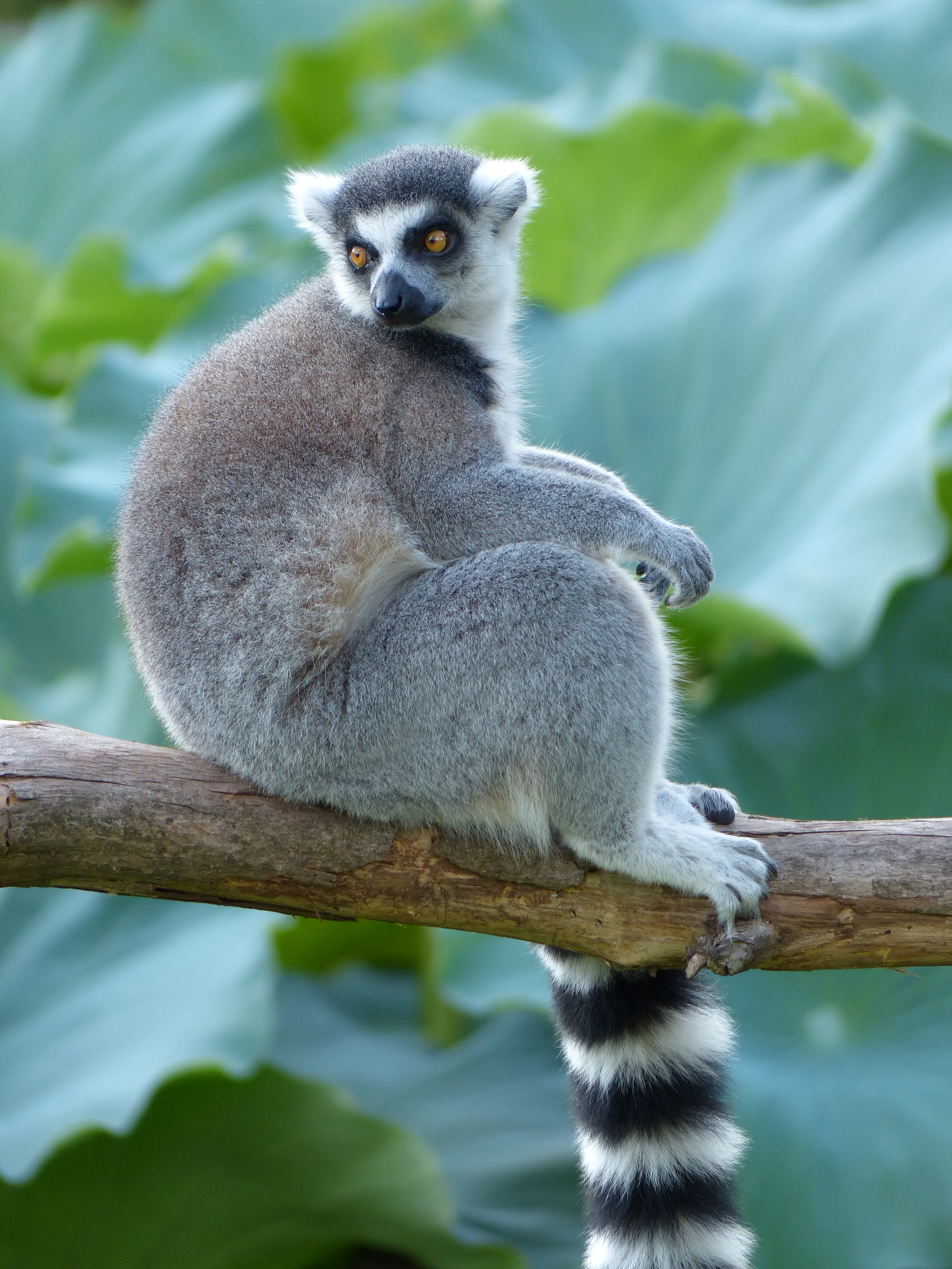 <b>DMC-FZ200 / 約4.9MB / 3,000×4,000 / 1/125秒 / F2.8 / 0.0EV / ISO125 / WB:オート / 108mm</b>