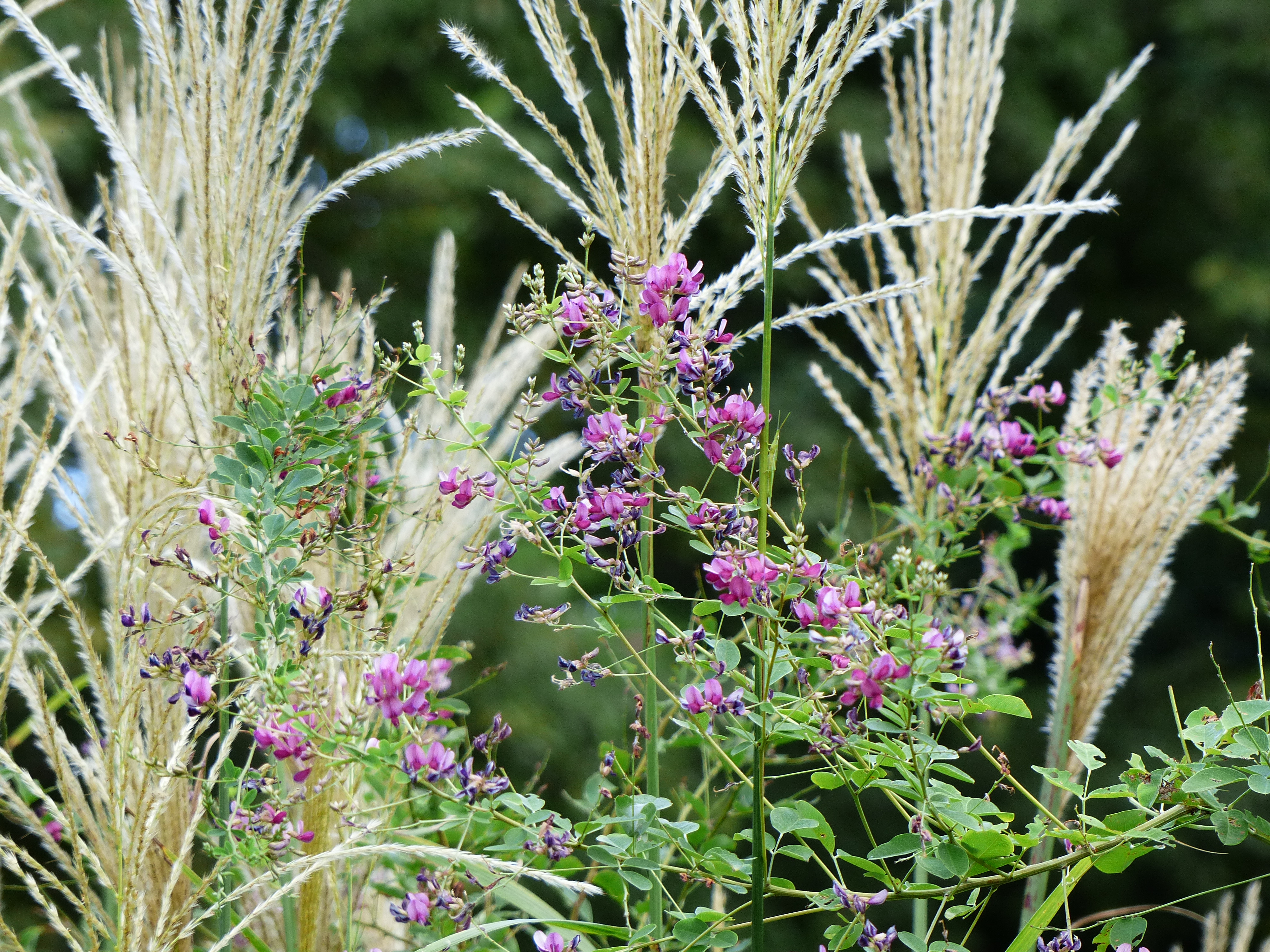 <b>DMC-FZ200 / 約4.7MB / 4,000×3,000 / 1/125秒 / F2.8 / +0.3EV / ISO100 / WB:オート / 38.5mm</b>