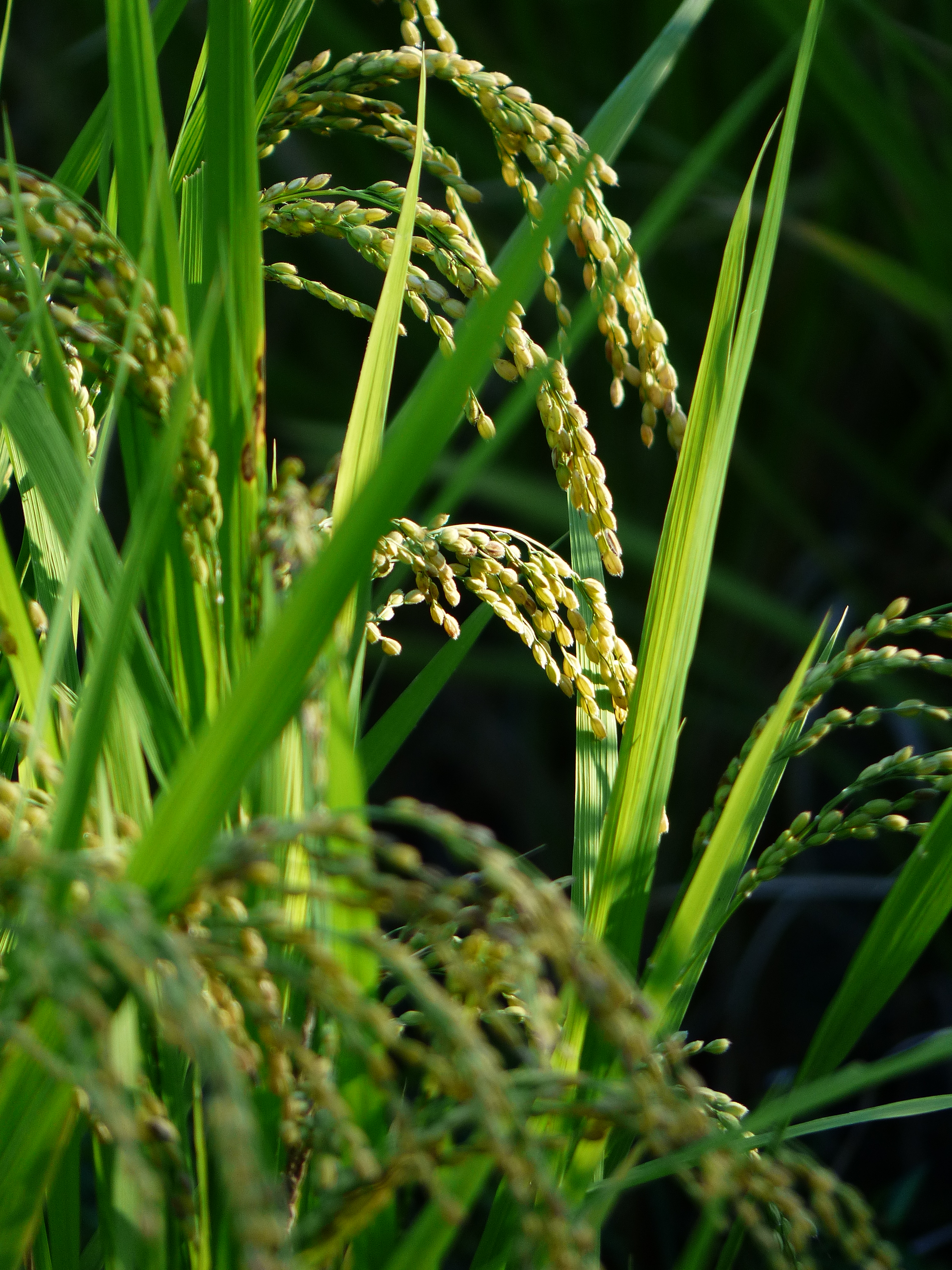 <b>DMC-FZ200 / 約4.9MB / 3,000×4,000 / 1/200秒 / F2.8 / -0.3EV / ISO100 / WB:オート / 108mm</b>