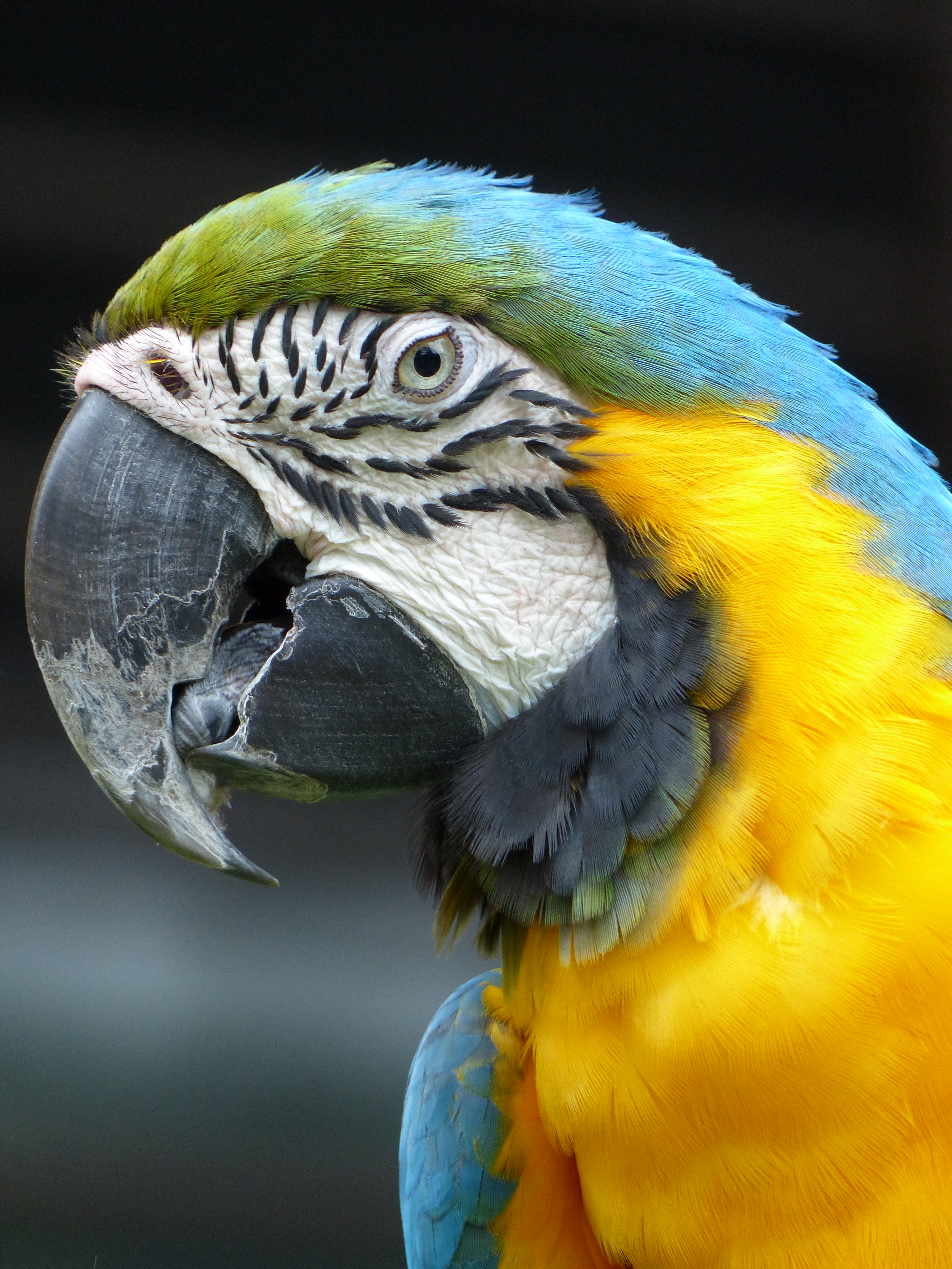 <b>DMC-FZ200 / 約4.8MB / 3,000×4,000 / 1/125秒 / F2.8 / 0.0EV / ISO200 / WB:晴天 / 108mm</b>