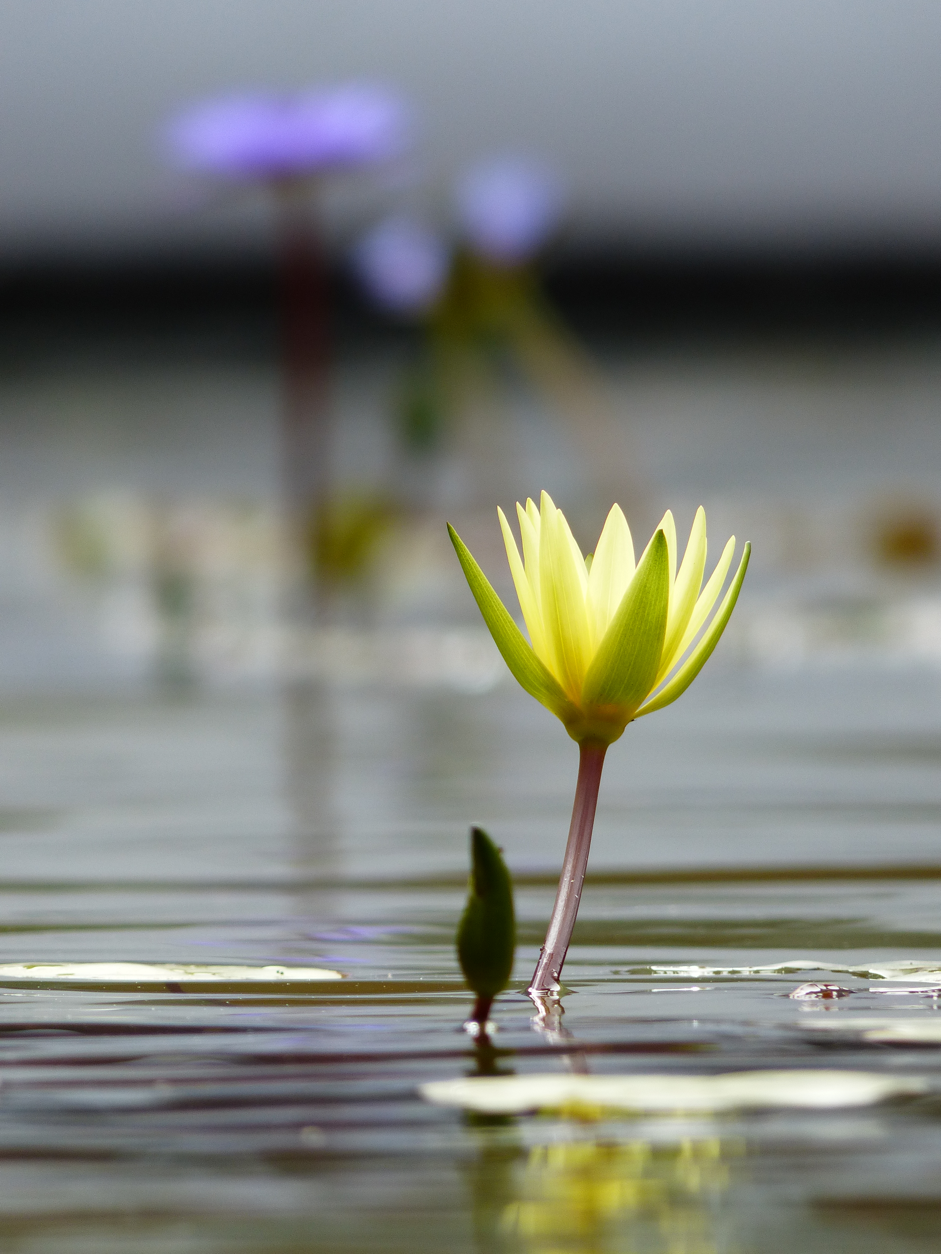 <b>DMC-FZ200 / 約4.4MB / 3,000×4,000 / 1/1,000秒 / F2.8 / -0.3EV / ISO100 / WB:オート / 108mm</b>