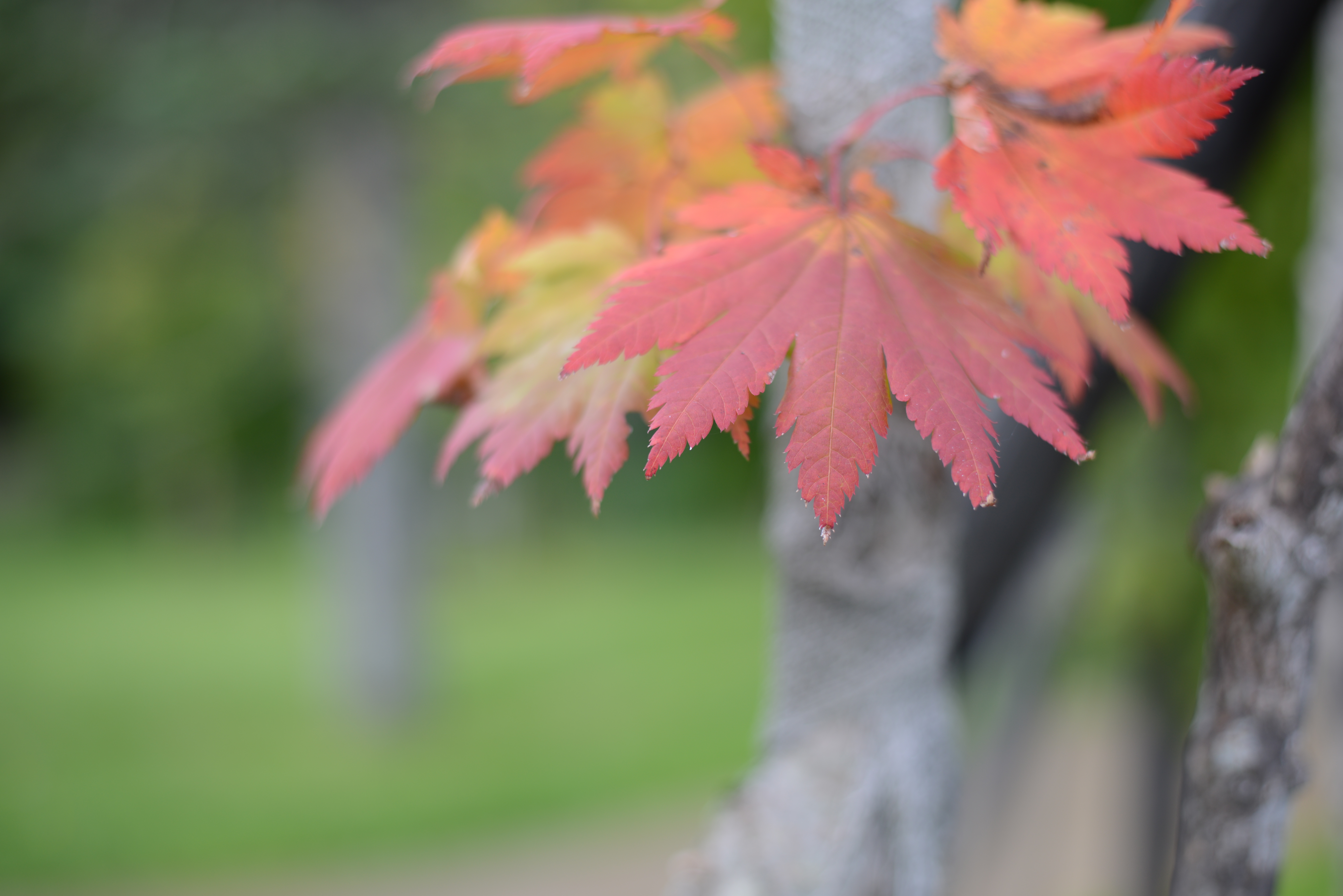 <b>絞り開放付近は少しアマさが出るけれど、ちゃんとピントはある。D600 / AF-S 50mm F1.8 G / 6,016×4,016 / 1/250秒 / F2.2 / 0.3EV / ISO100 / WB:オート / 50mm</b>