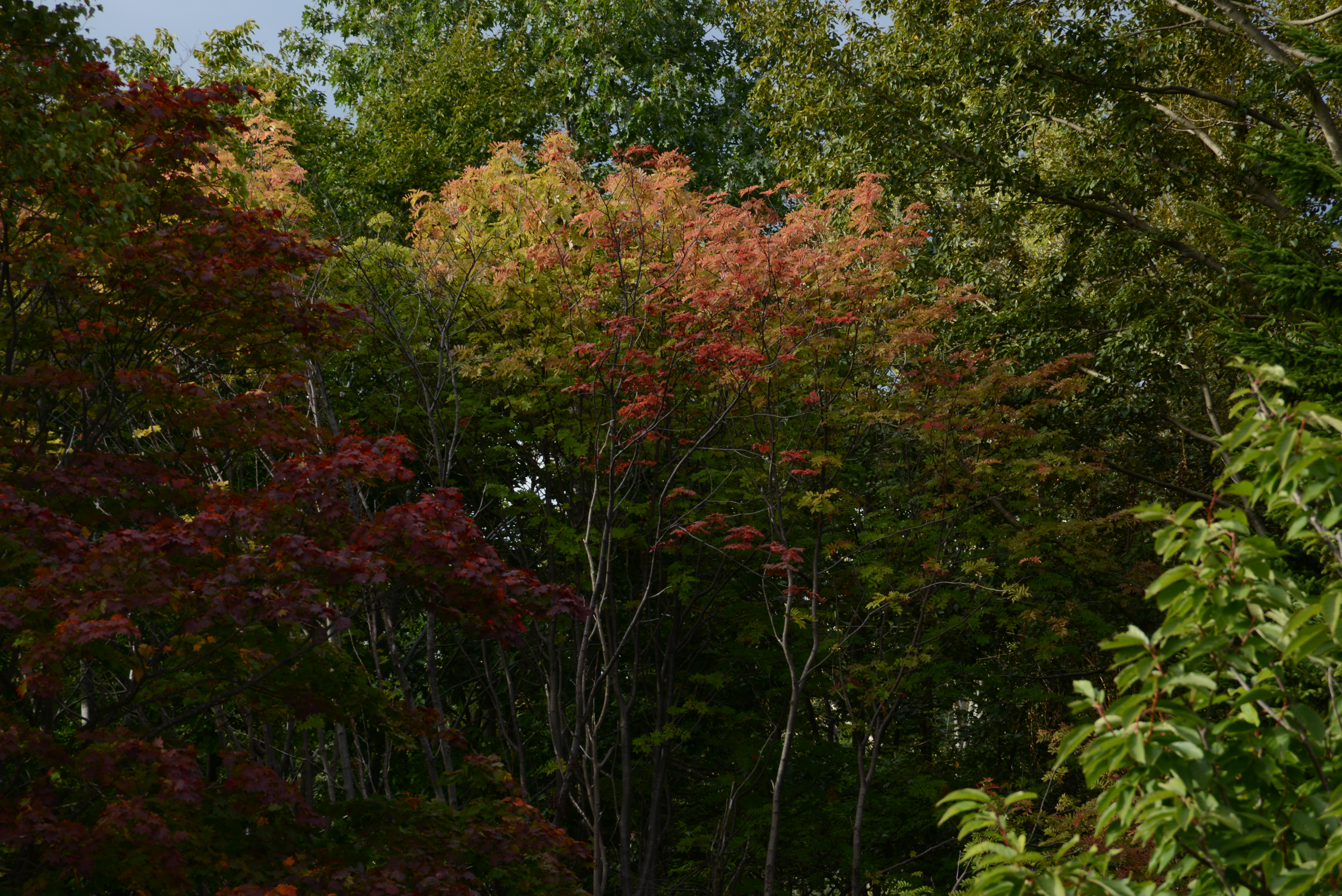 <b>24-120mm F3.5-5.6は設計が古いだけあって、特に望遠端は絞ってもけっこうつらい。D600 / AF-S VR Zoom Nikkor ED 24-120mm F3.5-5.6 G（IF） / 6,016×4,016 / 1/40秒 / F11 / -2.0EV / ISO100 / WB:晴天 / 120mm</b>