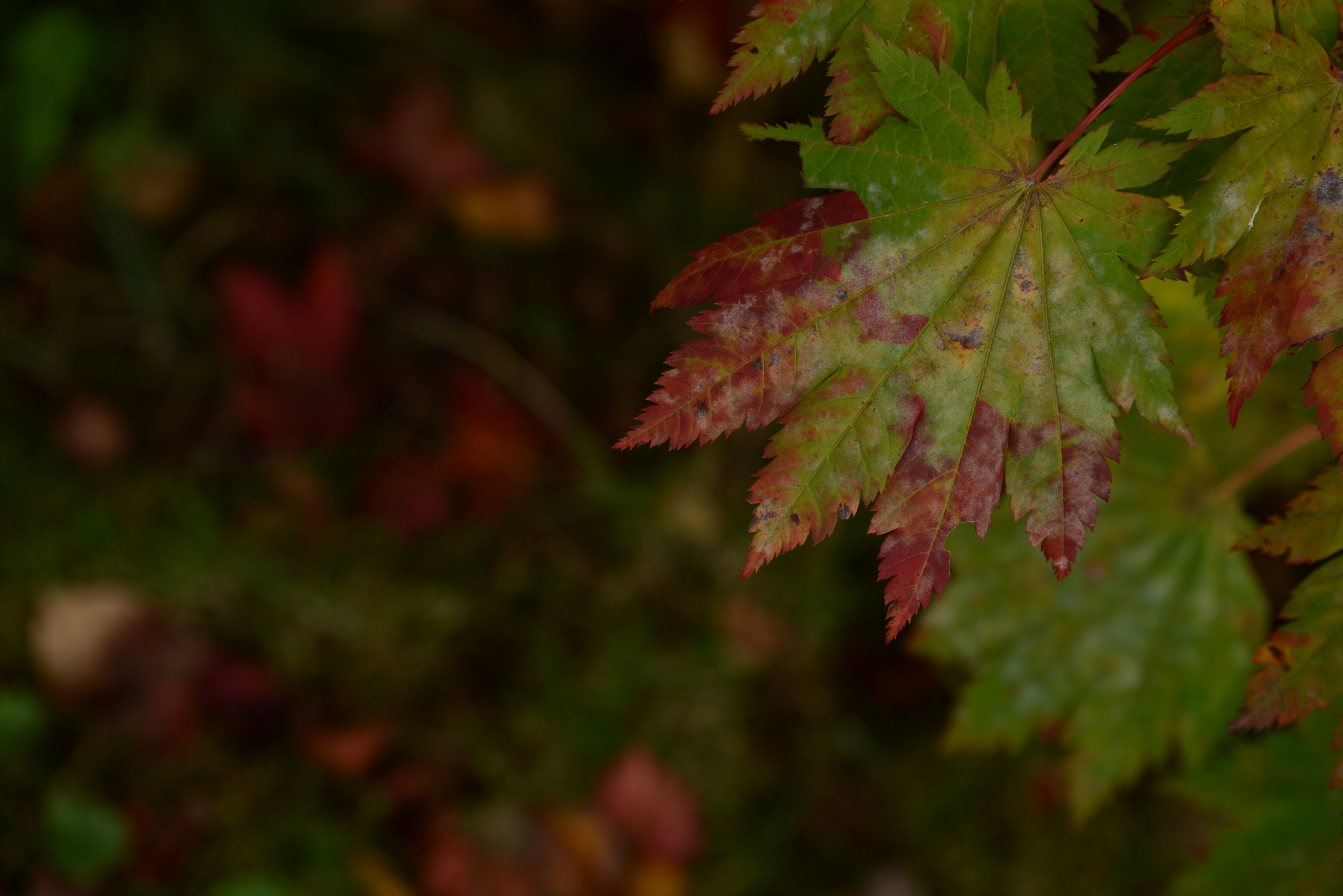 <b>このカットは24-120mm F3.5-5.6で撮った中ではよく見えるほう。画素数が増えるとレンズのアラが出やすくなるから大変だ。D600 / AF-S VR Zoom Nikkor ED 24-120mm F3.5-5.6 G（IF） / 6,016×4,016 / 1/40秒 / F8 / 0.3EV / ISO100 / WB:晴天 / 120mm</b>