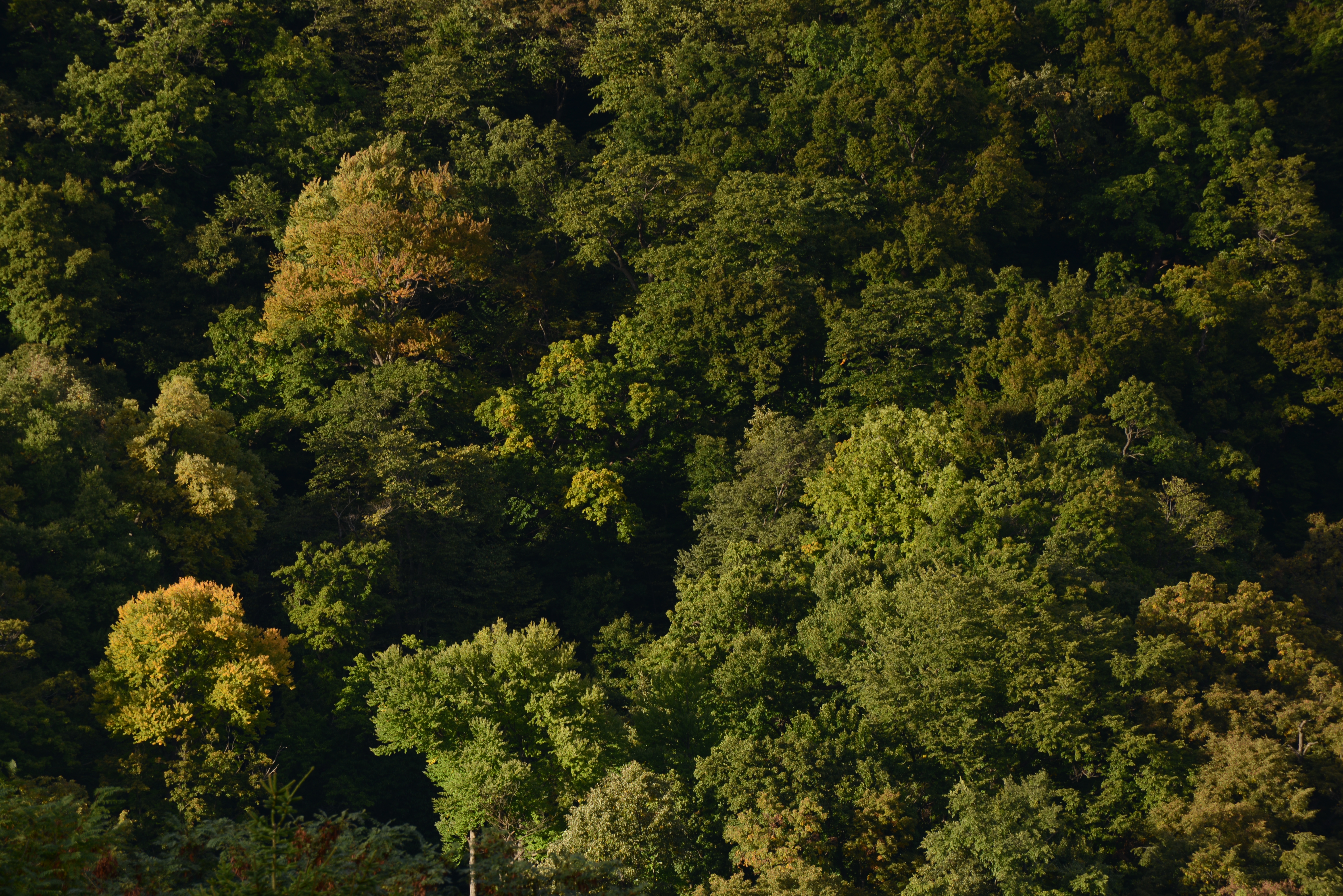 <b>70-300mm VRの望遠端。D700との組み合わせではわりと使えるレンズという印象だったが、D600が相手だとちょっと物足りない感がある。D600 / AF-S VR Zoom Nikkor ED 70-300mm F4.5-5.6 G（IF） / 6,016×4,016 / 1/30秒 / F11 / -1.7EV / ISO100 / WB:晴天 / 300mm</b>