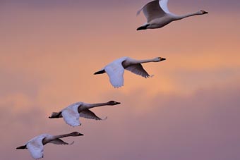 <b>早朝の旅立ち</b>