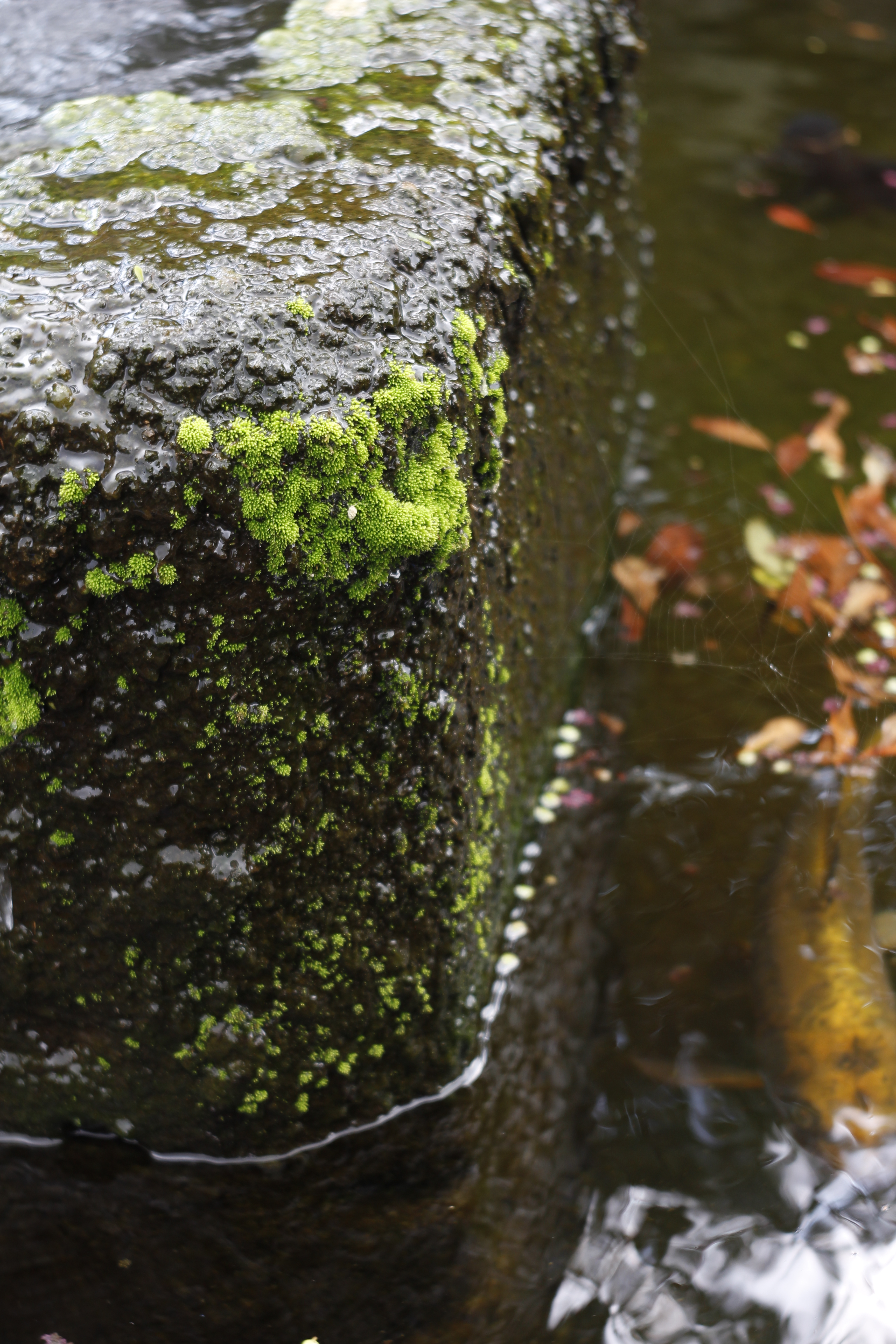 <b>EOS M / Color-Skopar X 50mm F2.8 / 3,456×5,184 / 1/50秒 / F4 / -0.67EV / ISO100 / WB:オート / 50mm</b>