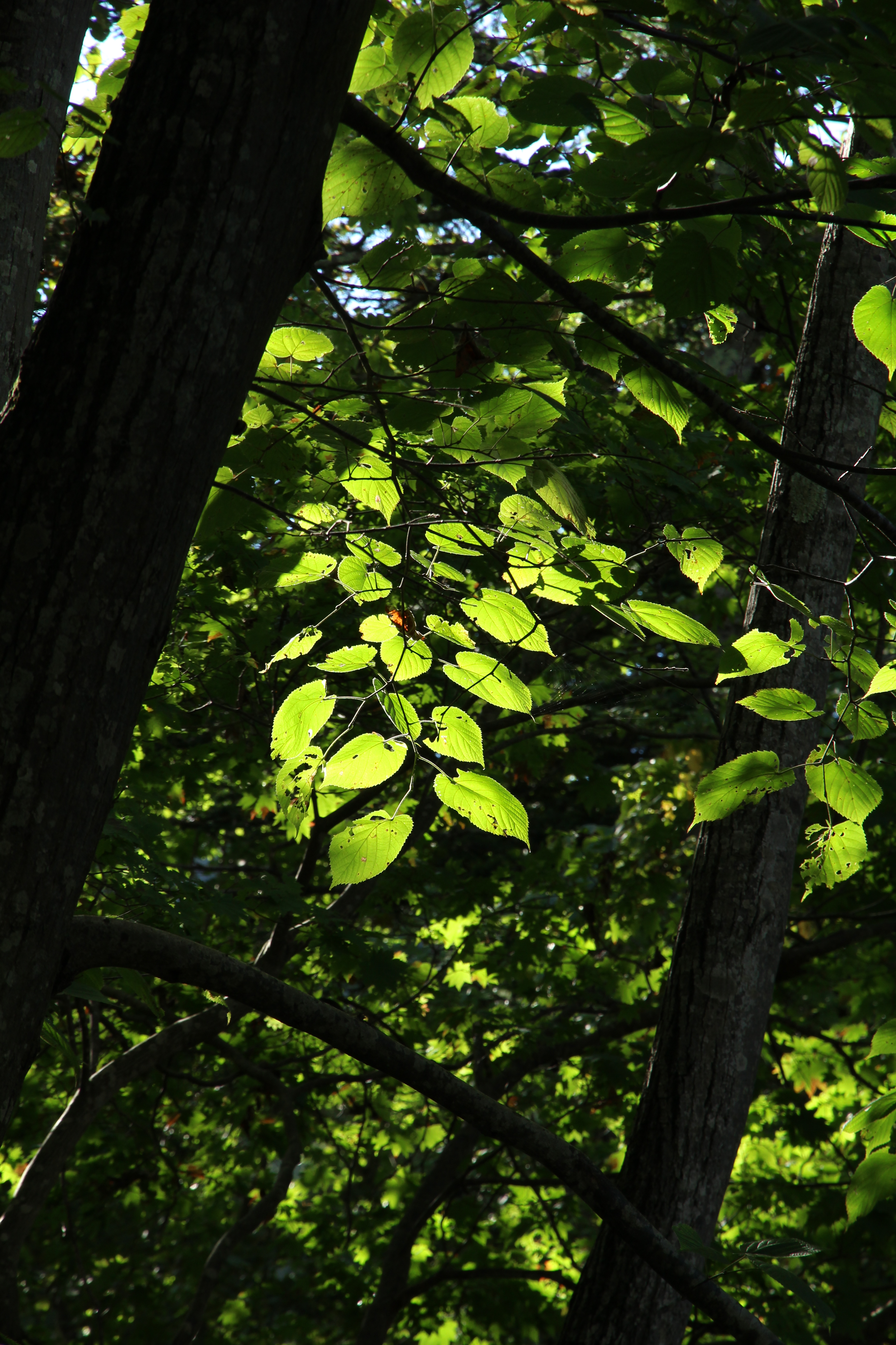 <b>EOS M / EF-S 15-85mm F3.5-5.6 IS USM / 約5.8MB / 3,456×5,184 / 1/125秒 / F8 / 0EV / ISO200 / 85mm</b>