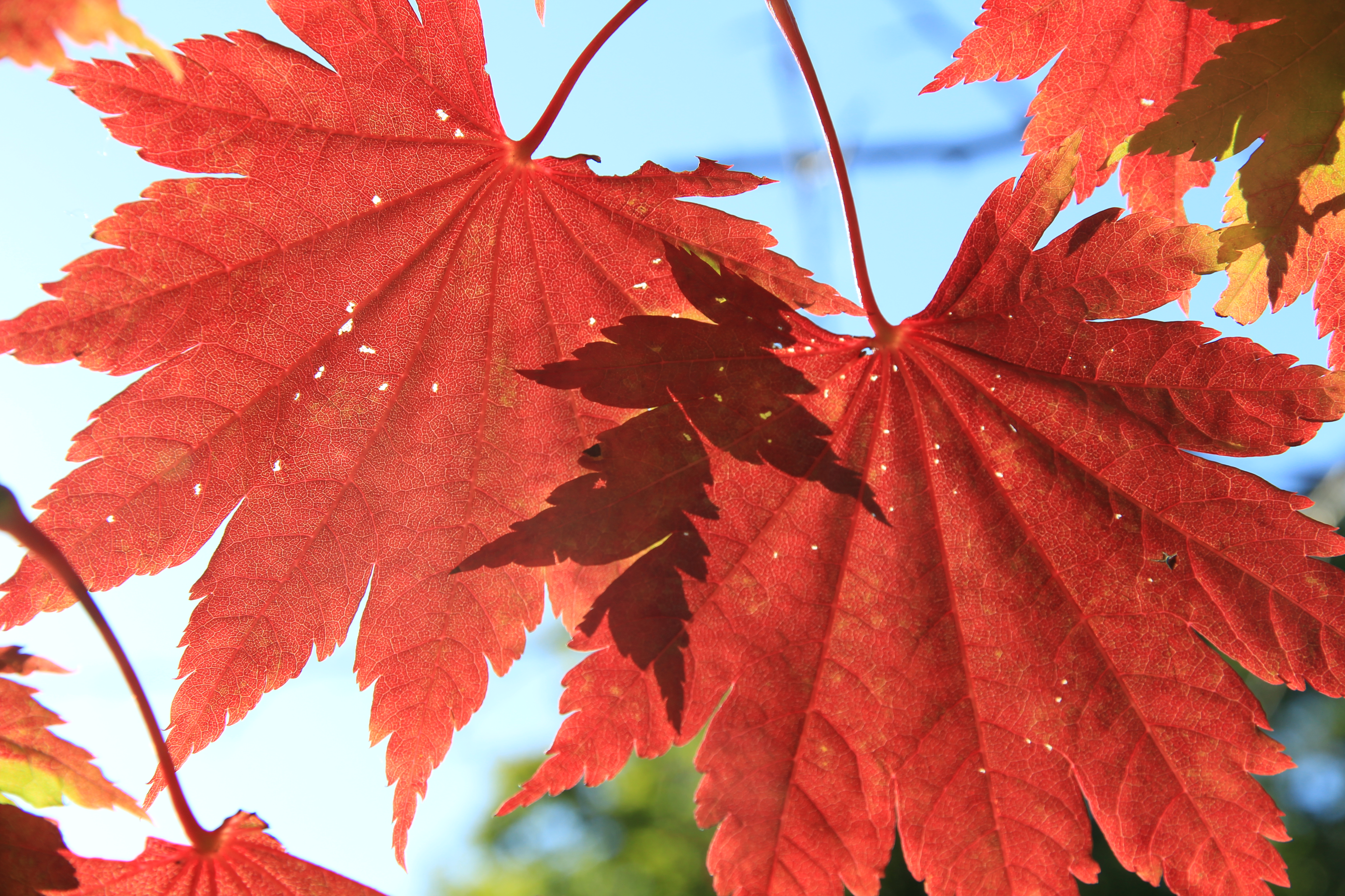 <b>EOS M / EF-S 15-85mm F3.5-5.6 IS USM / 約7.6MB / 5,184×3,456 / 1/125秒 / F8 / -0.3EV / ISO100 / 50mm</b>