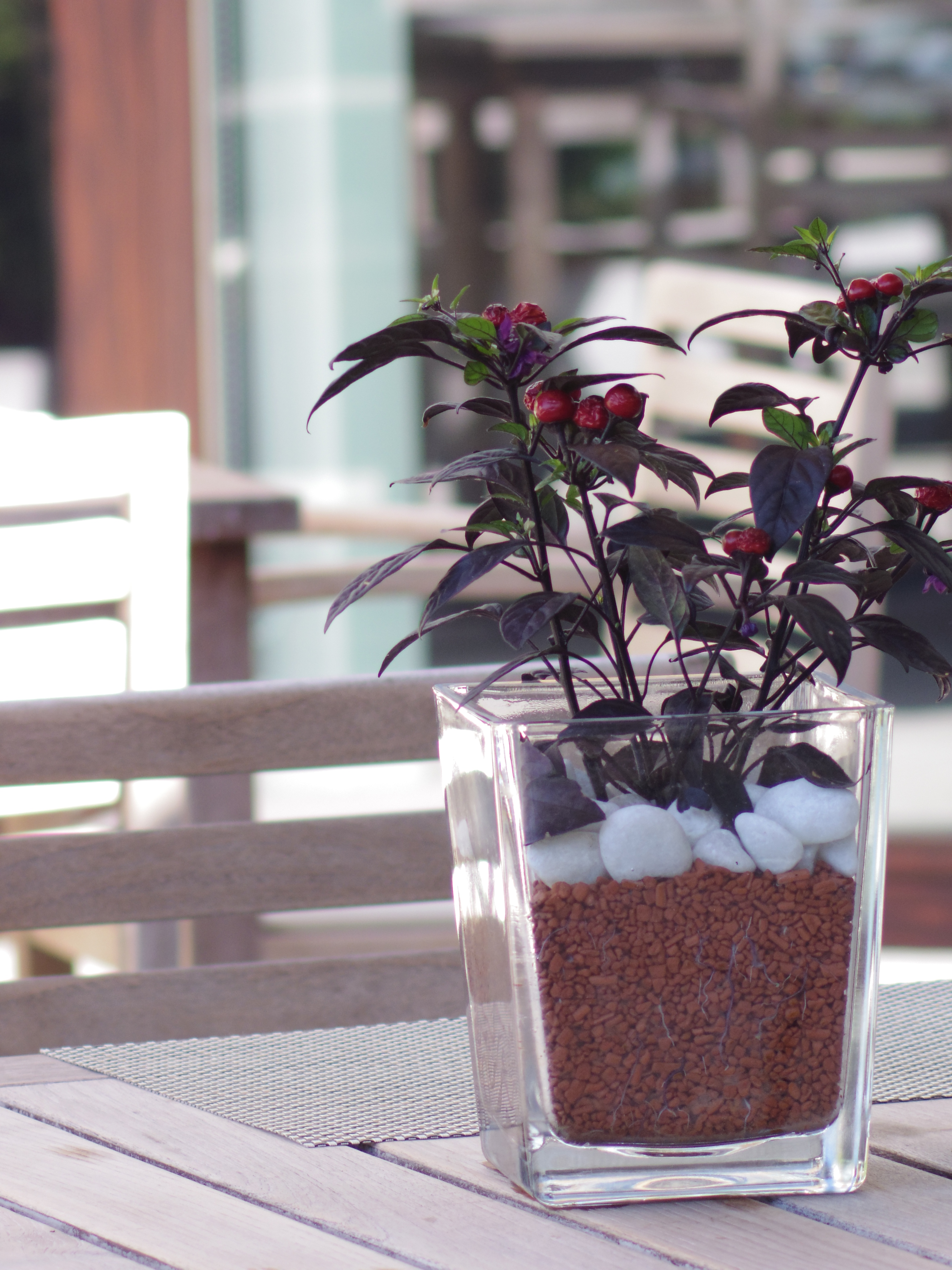 <b>テラス席のあるレストランにて。テーブルを4個挟んで撮影していたので、きっと全景を撮っているように見えたことでしょう。PENTAX Q / DA★ 55mm F1.4 SDM / 約3.1MB / 3,000×4,000 / 1/160秒 / 絞り目盛り：4 / 0EV / ISO200 / マニュアル / WB：オート / 55mm</b>