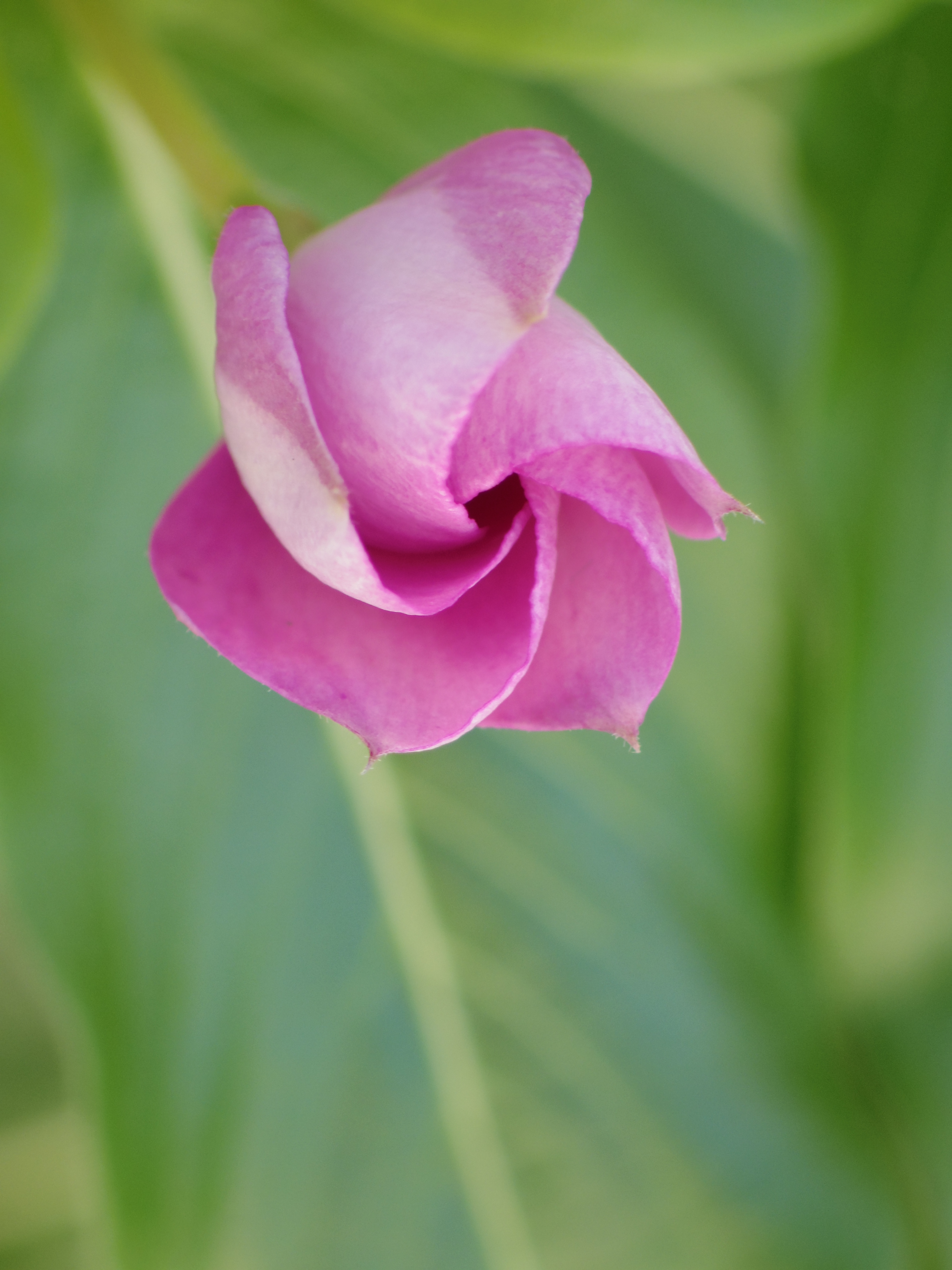 <b>渦巻いているつぼみがかわいらしかったのでその中央付近にピントを合わせて撮影。奥の葉の葉脈がうっすら見えてムードのあるボケになりました。PENTAX Q / DA★ 55mm F1.4 SDM / 約2.4MB / 3,000×4,000 / 1/160秒 / 絞り目盛り：4 / 0EV / ISO200 / マニュアル / WB：オート / 55mm</b>