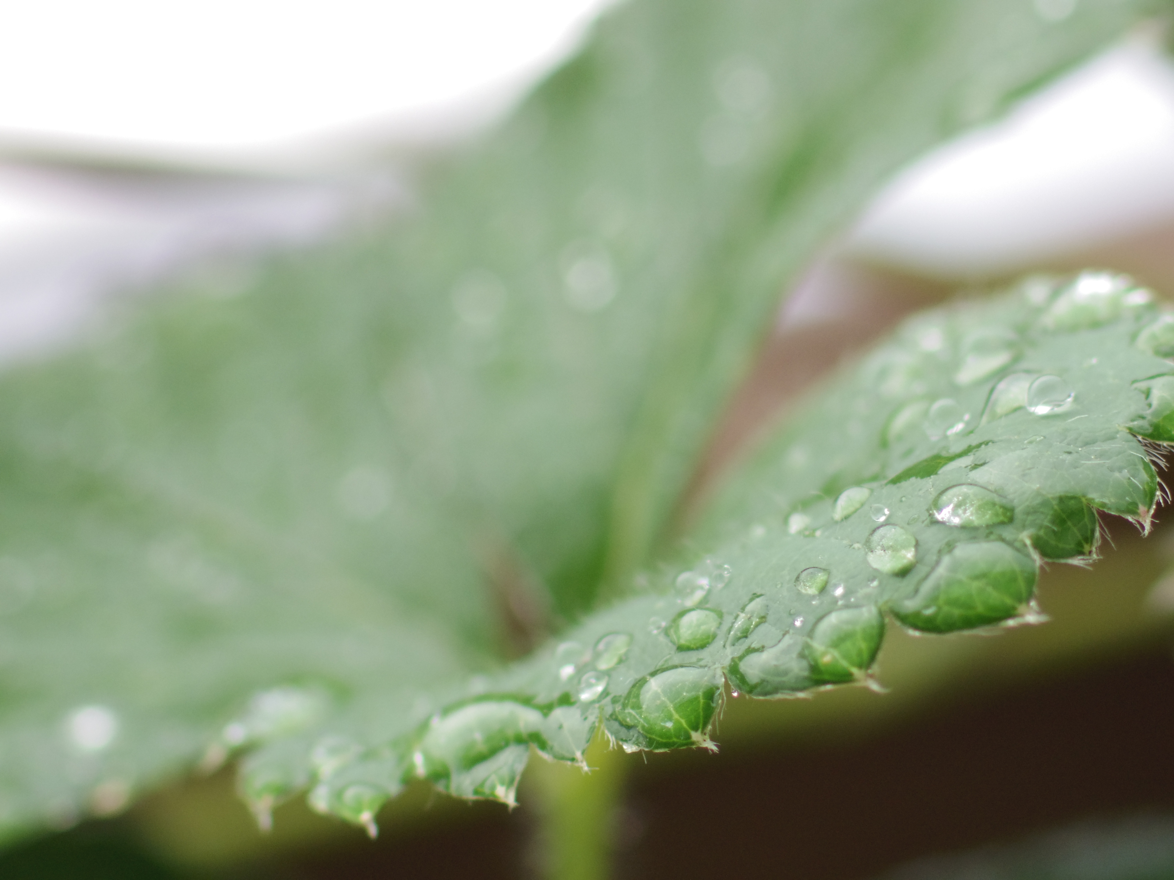 <b>雨上がりのイチゴの葉に付いた水滴を撮影。風のある悪条件でしたが何度もシャッターを切って手前の水滴にピントを合わせました。PENTAX Q / DA★ 55mm F1.4 SDM / 約2.1MB / 4,000×3,000 / 1/160秒 / 絞り目盛り：3 / 0EV / ISO400 / マニュアル / WB：オート / 55mm</b>