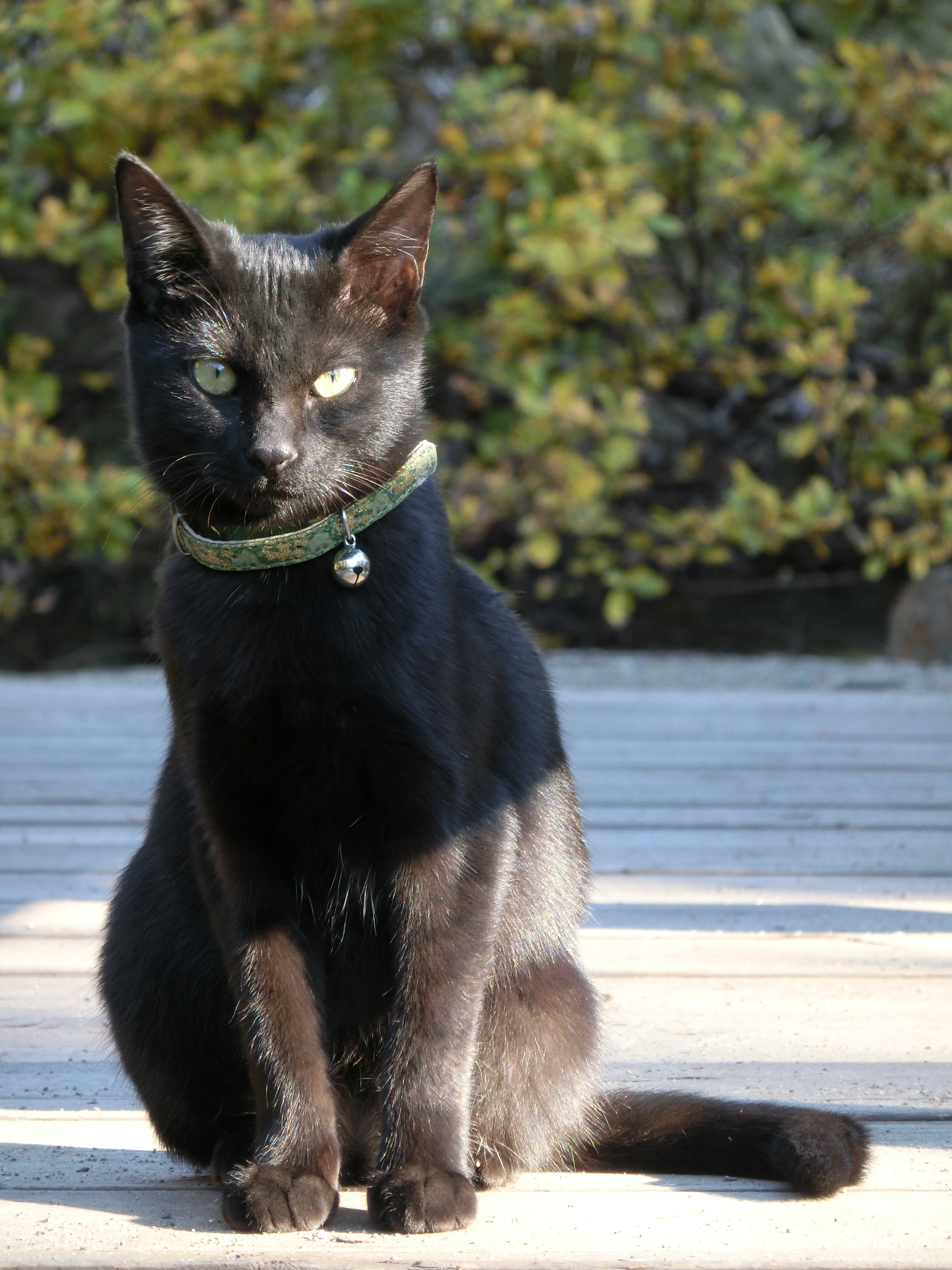 <b>猫その1。高倍率ズームだとこういうときに便利。EX-ZR1000 / 4,608×3,456 / 1/60秒 / F5.7 / -0.7EV / ISO200 / WB：オート / 38.58mm（218mm相当）</b>