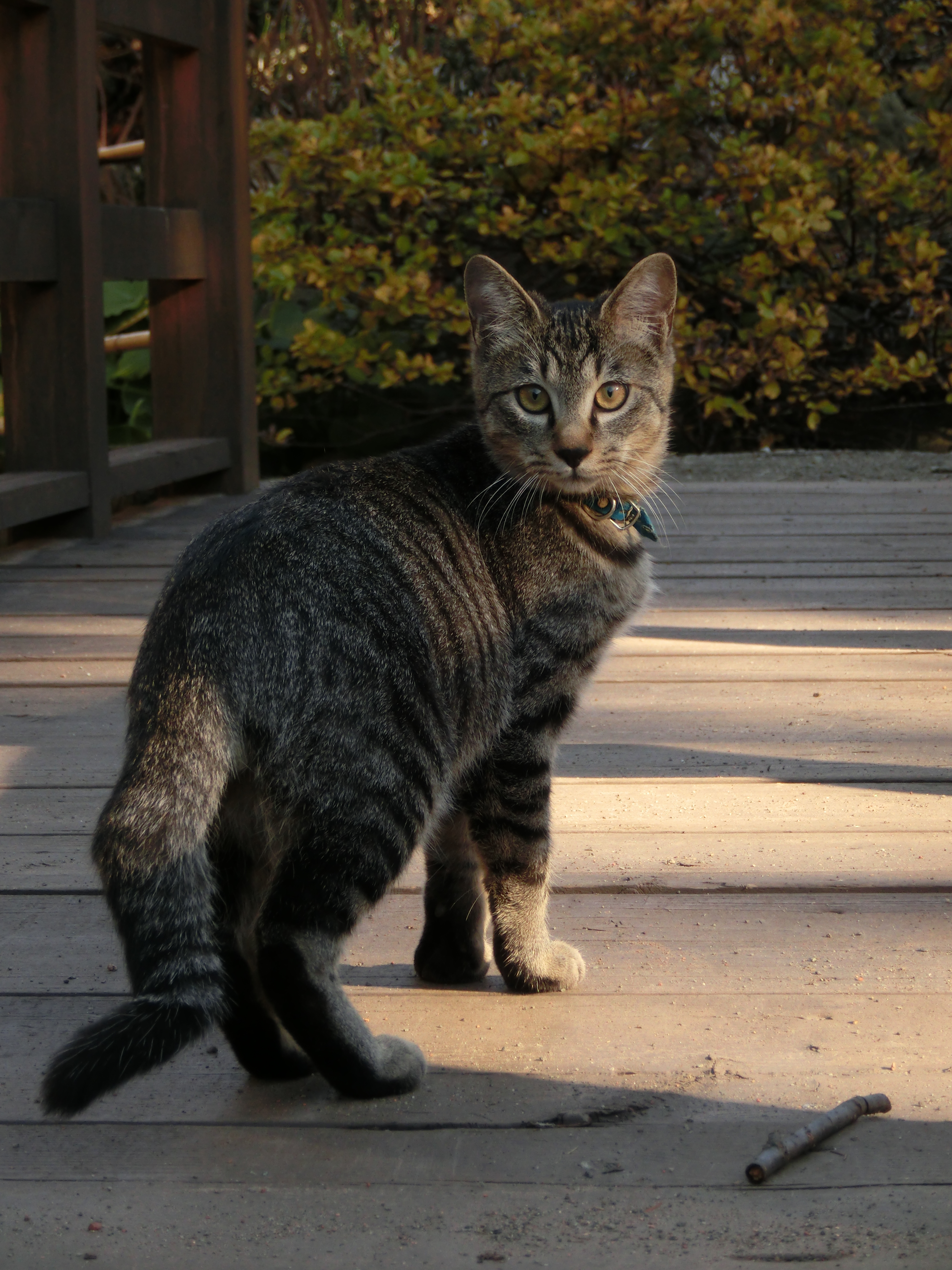 <b>猫その2。どっちも犬の匂いが嫌いなのか、警戒して近づいてこなかった。EX-ZR1000 / 4,608×3,456 / 1/160秒 / F5.4 / 0.3EV / ISO200 / WB：オート / 19.54mm（110mm相当）</b>