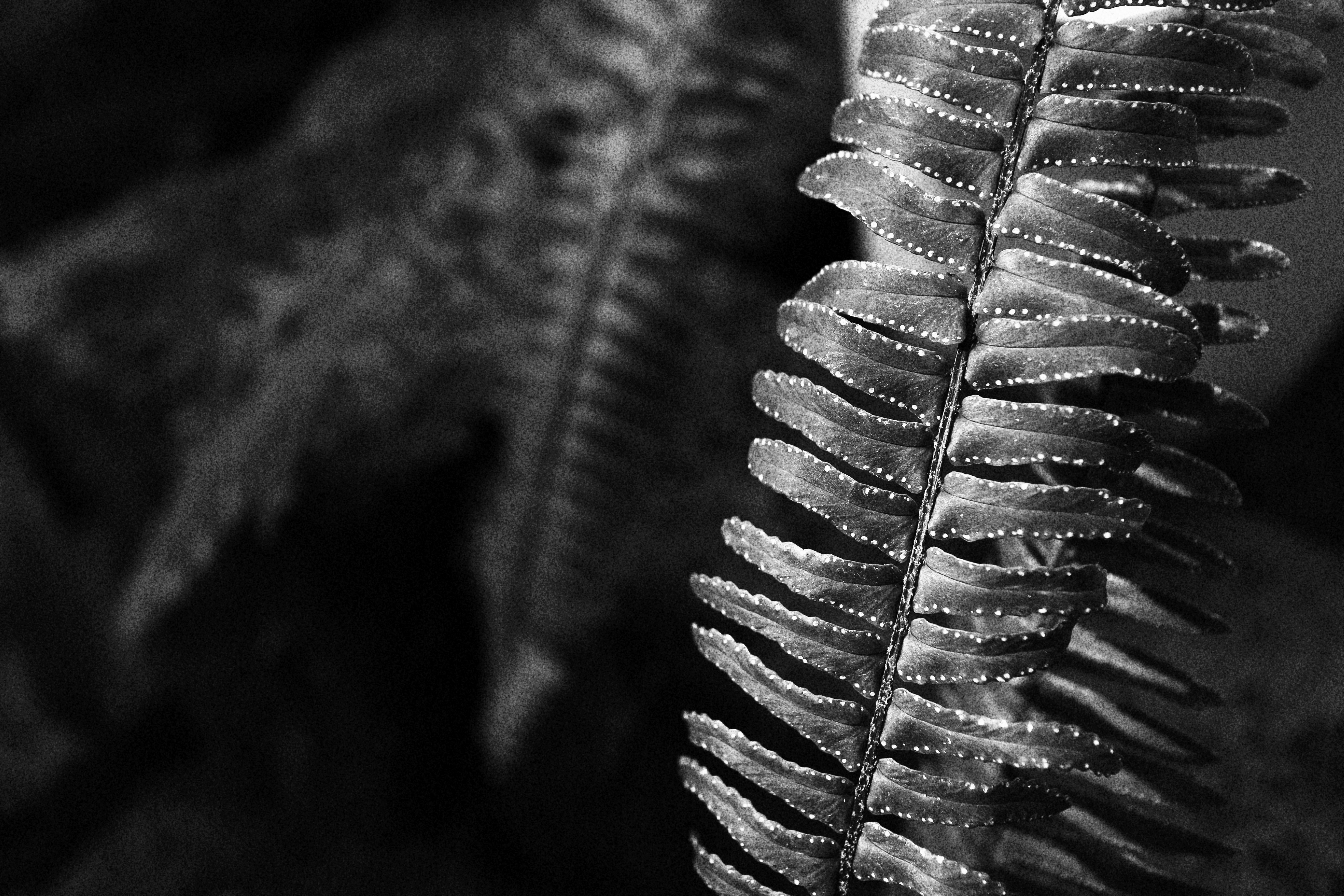 <b>コントラストは3段階に変えられる。硬めにすると白トビしやすいので、リアルタイム処理のほうが露出を決めやすくて便利。EOS M / EF-M 22mm F2 STM / 5,184×3,456 / ラフモノクロ （コントラスト: 標準） / 1/100秒 / F2.8 / -1EV / ISO100 / WB: オート</b>